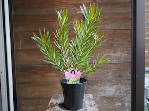 【現物】リューカデンドロン ”Inca Gold”