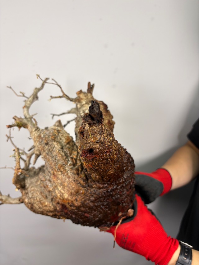 F176 現地発根株 オペルクリカリア パキプス 6/15 入荷 Operculicarya pachypus 塊根植物 現地球