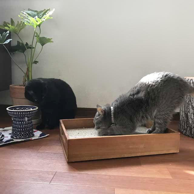 ねこのきもち9月号掲載】猫の爪とぎ ウッドボックス Cat Scratching