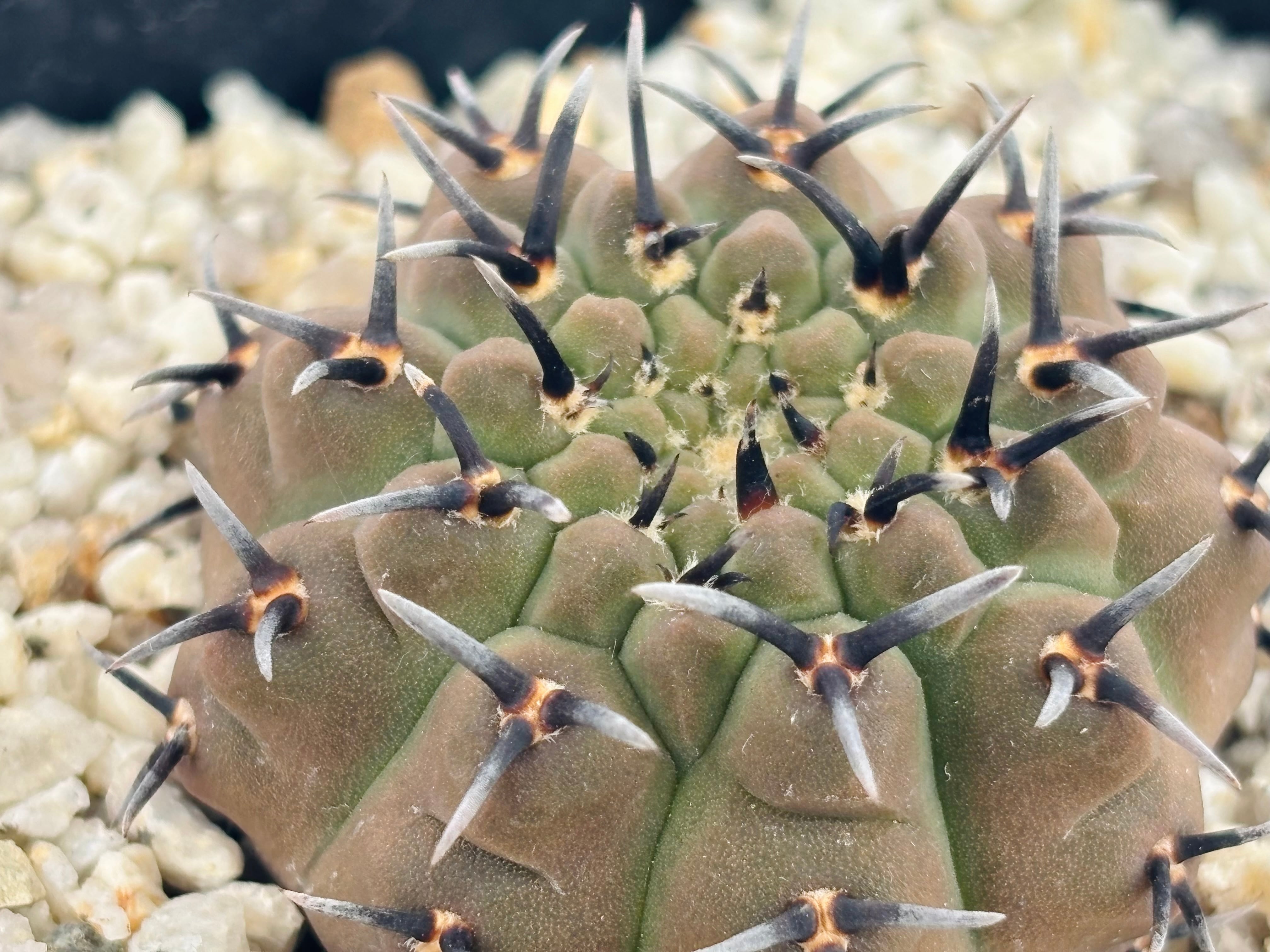 Gymnocalycium asterium ギムノカリキウム 黒刺鳳頭 サボテン | plants