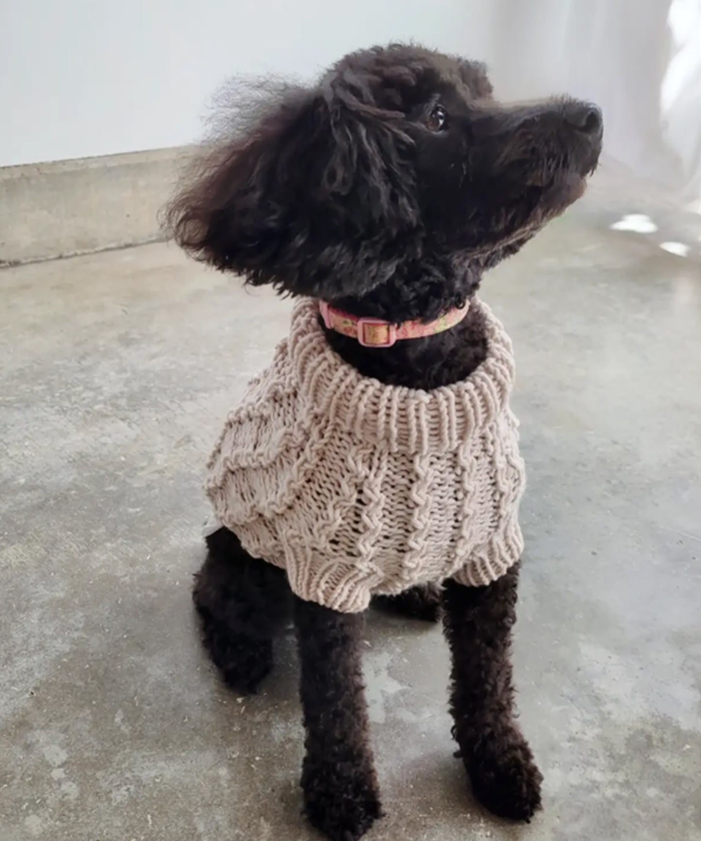 編み物キット ドッグウェア 小型犬用sサイズ 糸 No 23 And Wool