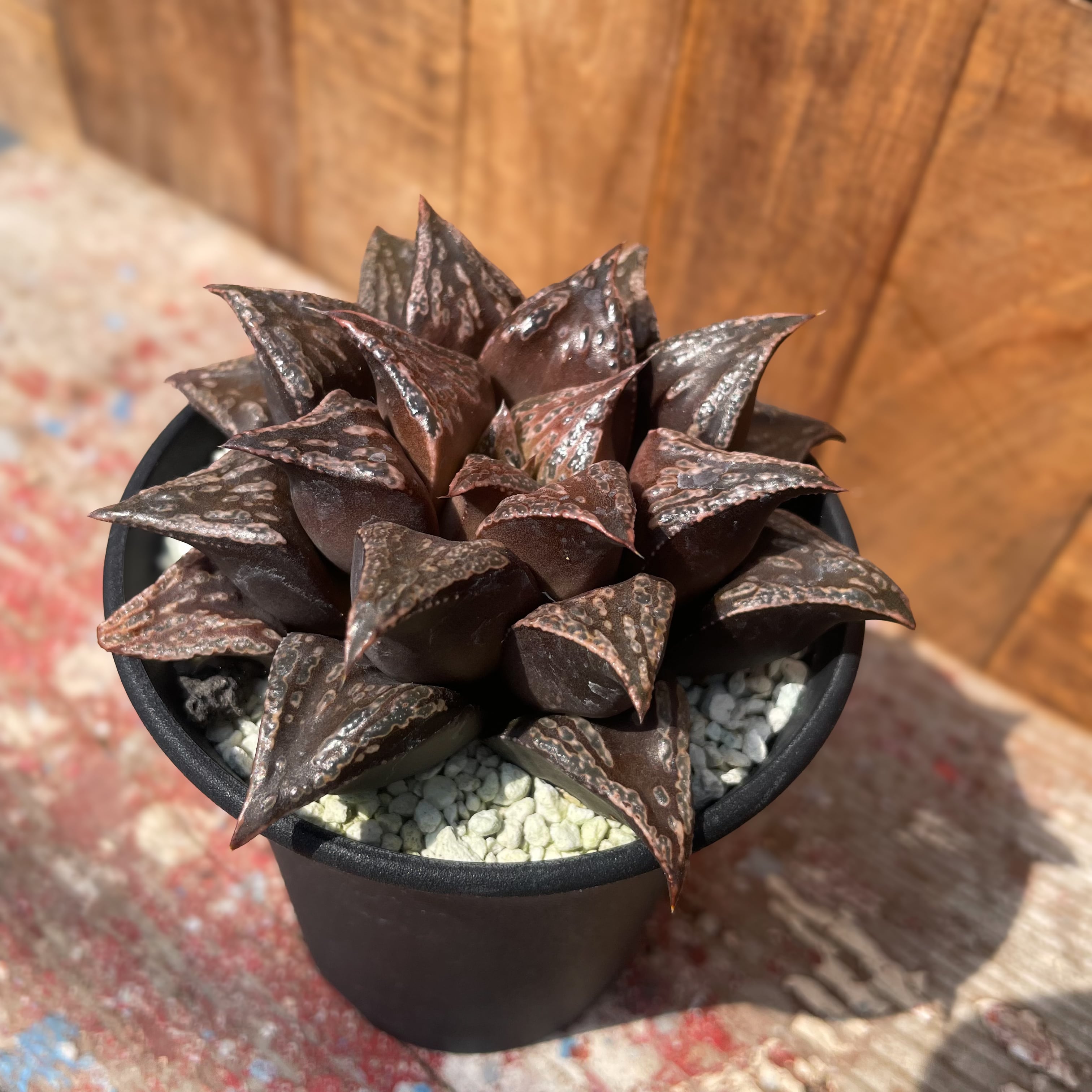 多肉植物 ハオルチア 白斑オブツーサ錦 変異系 糊斑 （ハオルチアの銘 