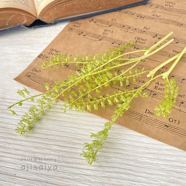 【 2026年カタログ掲載外商品 】リトルベル　グラスグリーン　＜プリザーブド加工＞