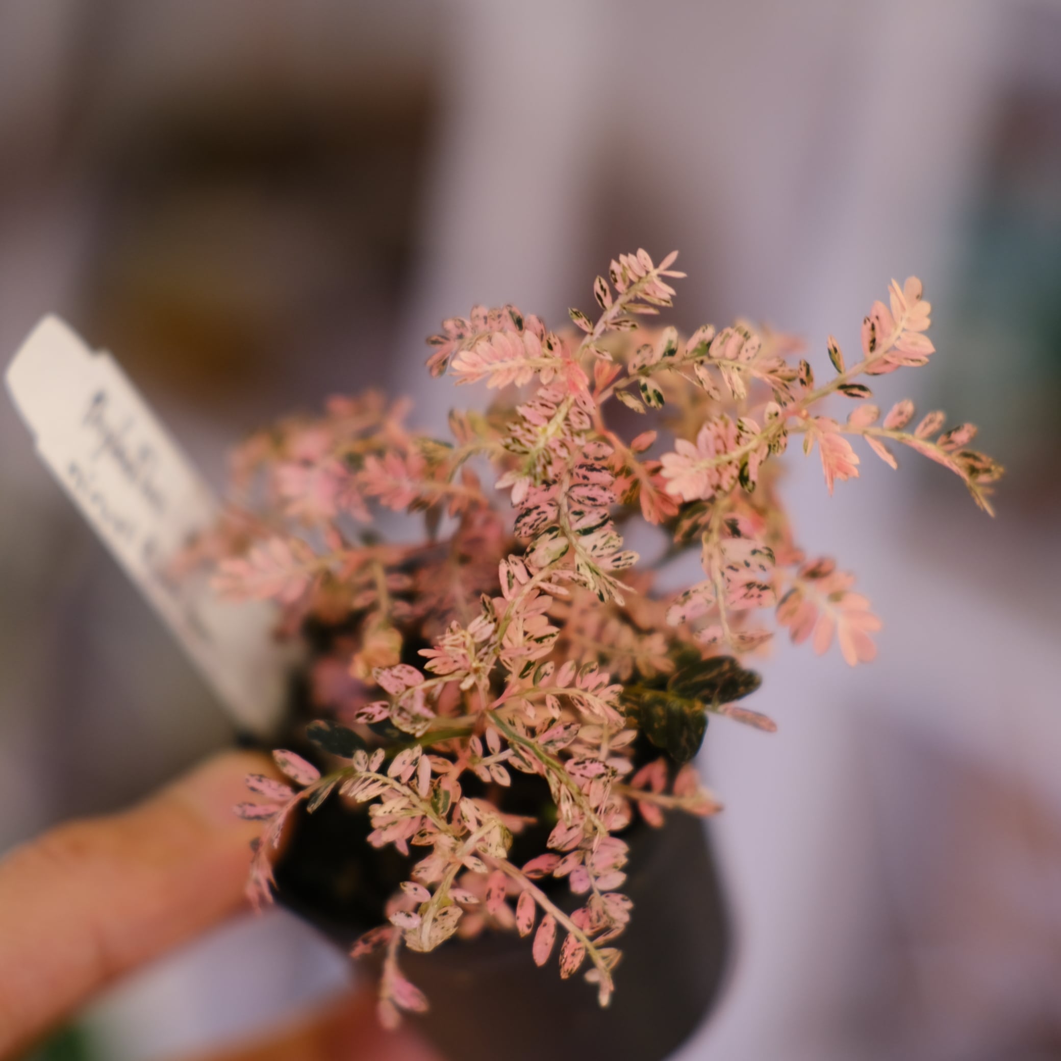 Phyllanthus urinaria 'Pink Variegated'│フィランサス・ウリナリア