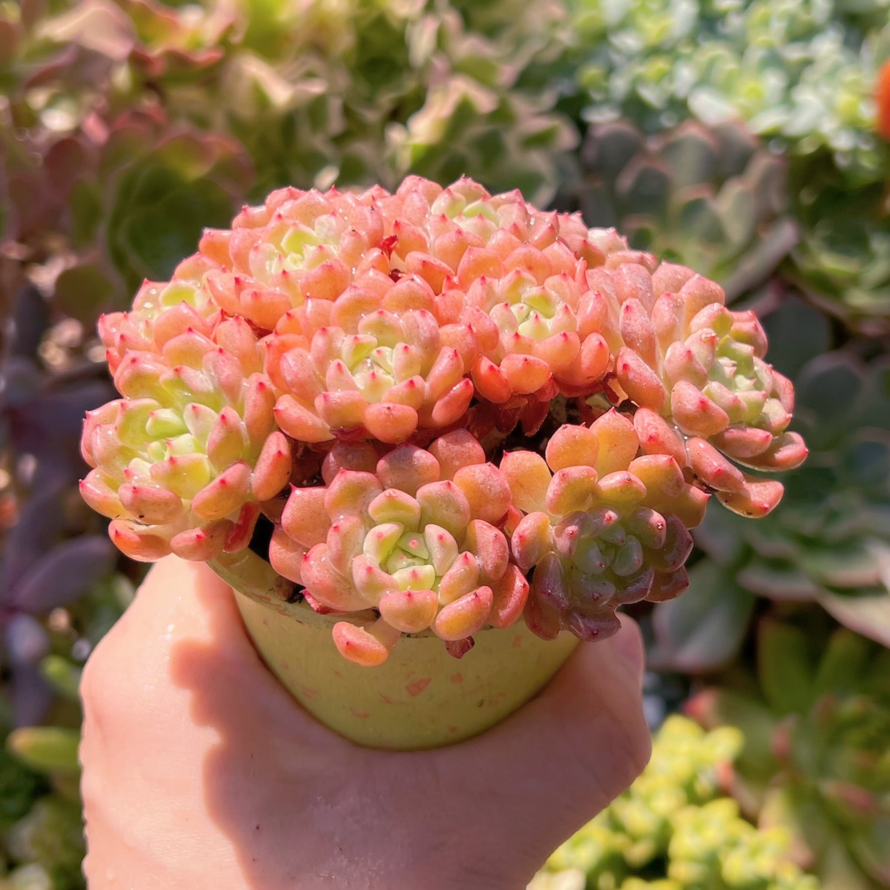 多肉植物 スノーピーチ 群生 新入荷 るる農園 | るる農園~多肉植物専門