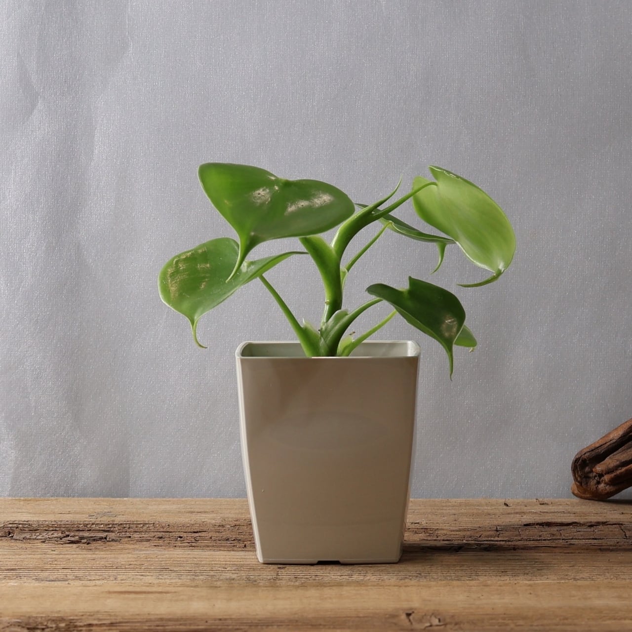 346 連なるハートリーフ『ハートフィロデンドロン Philodendron
