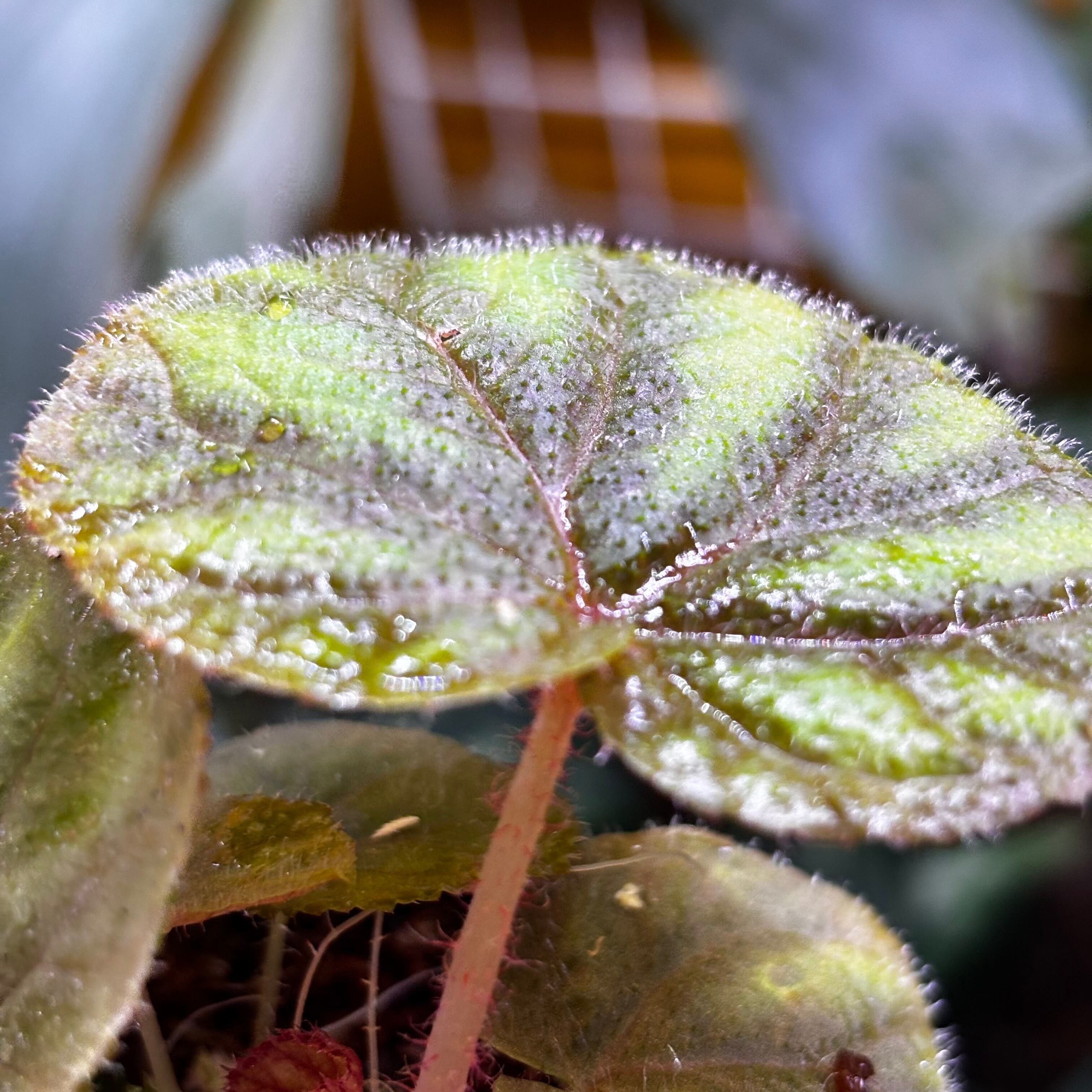 Begonia versicolor 原種ベゴニア ヴェルシコロール | 熱帯雨林植物