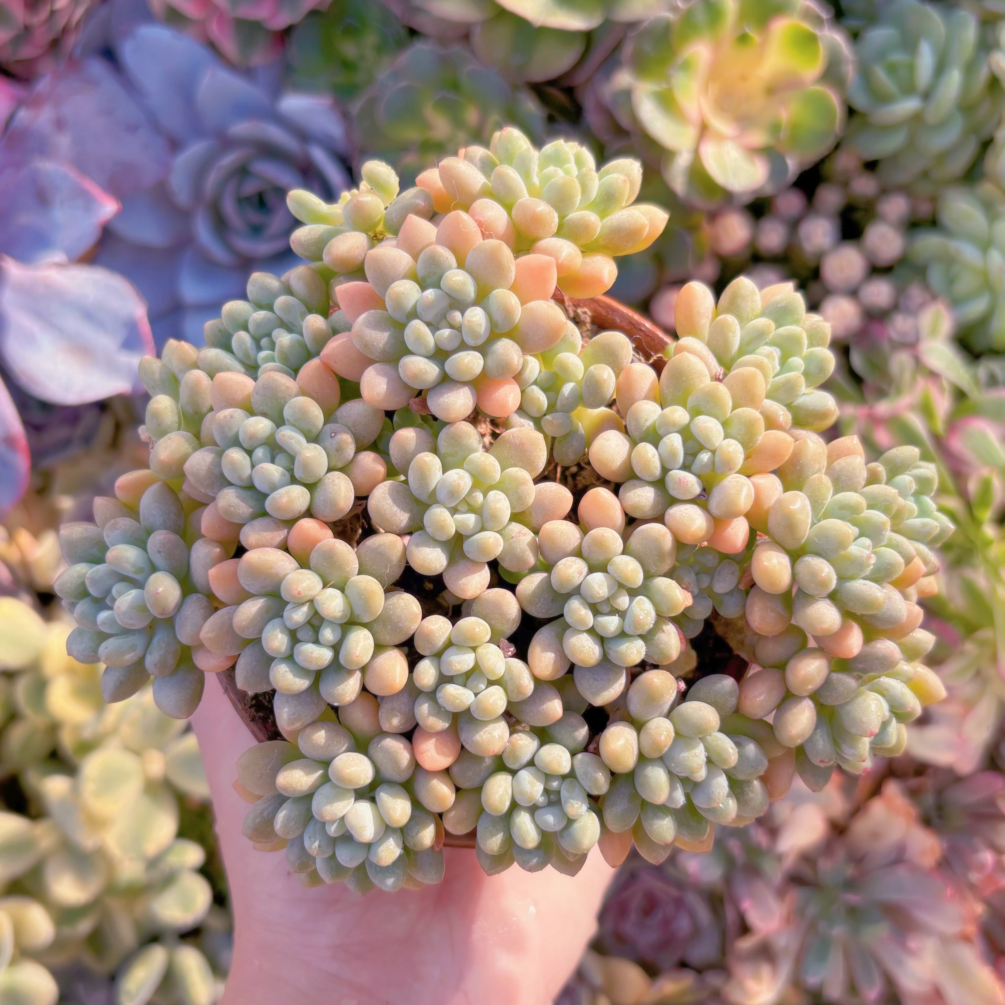 現品　キャビア#648　大群生　新入荷　るる農園