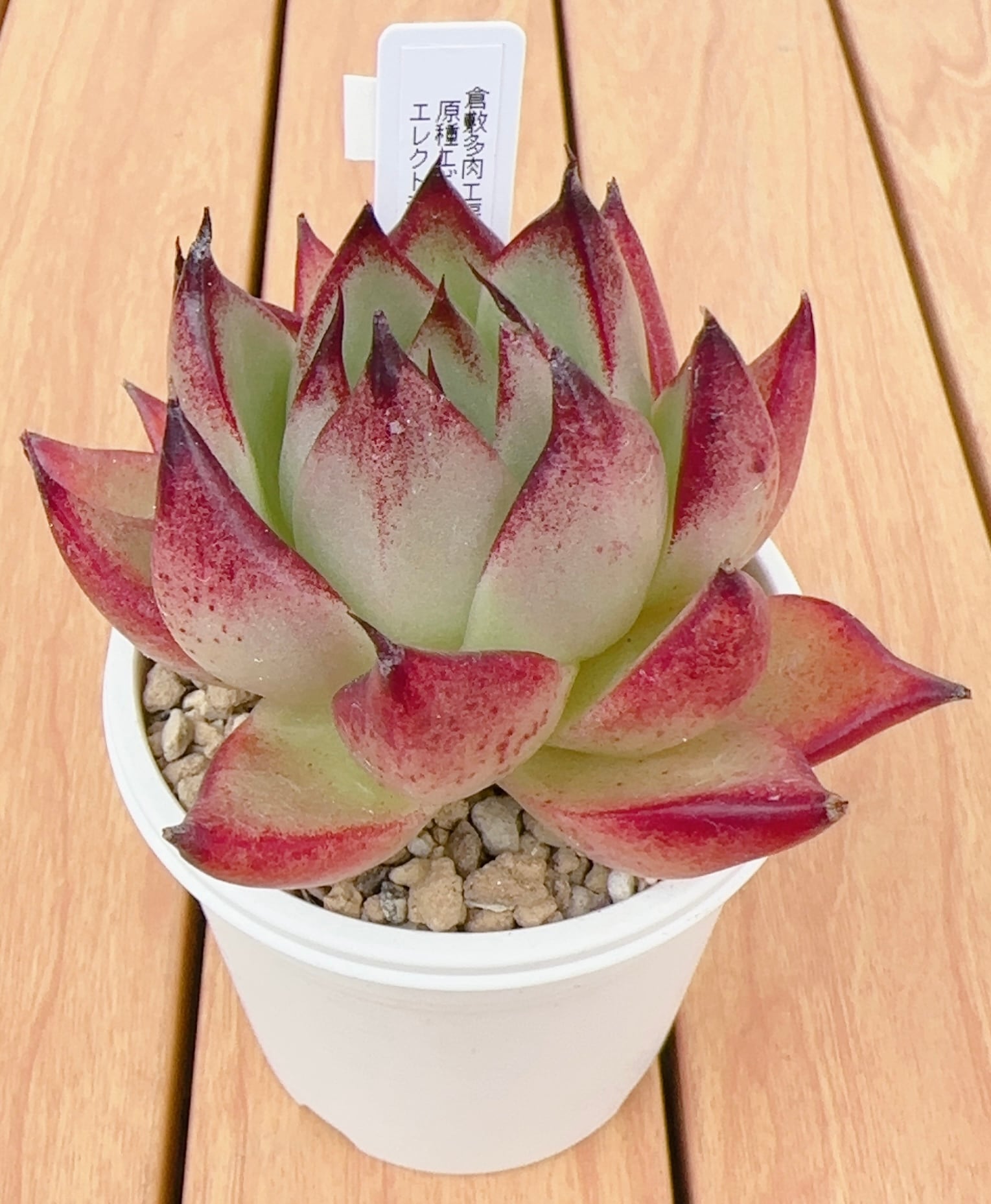 寄せ植え苗ランダム10個セット | 倉敷多肉工房