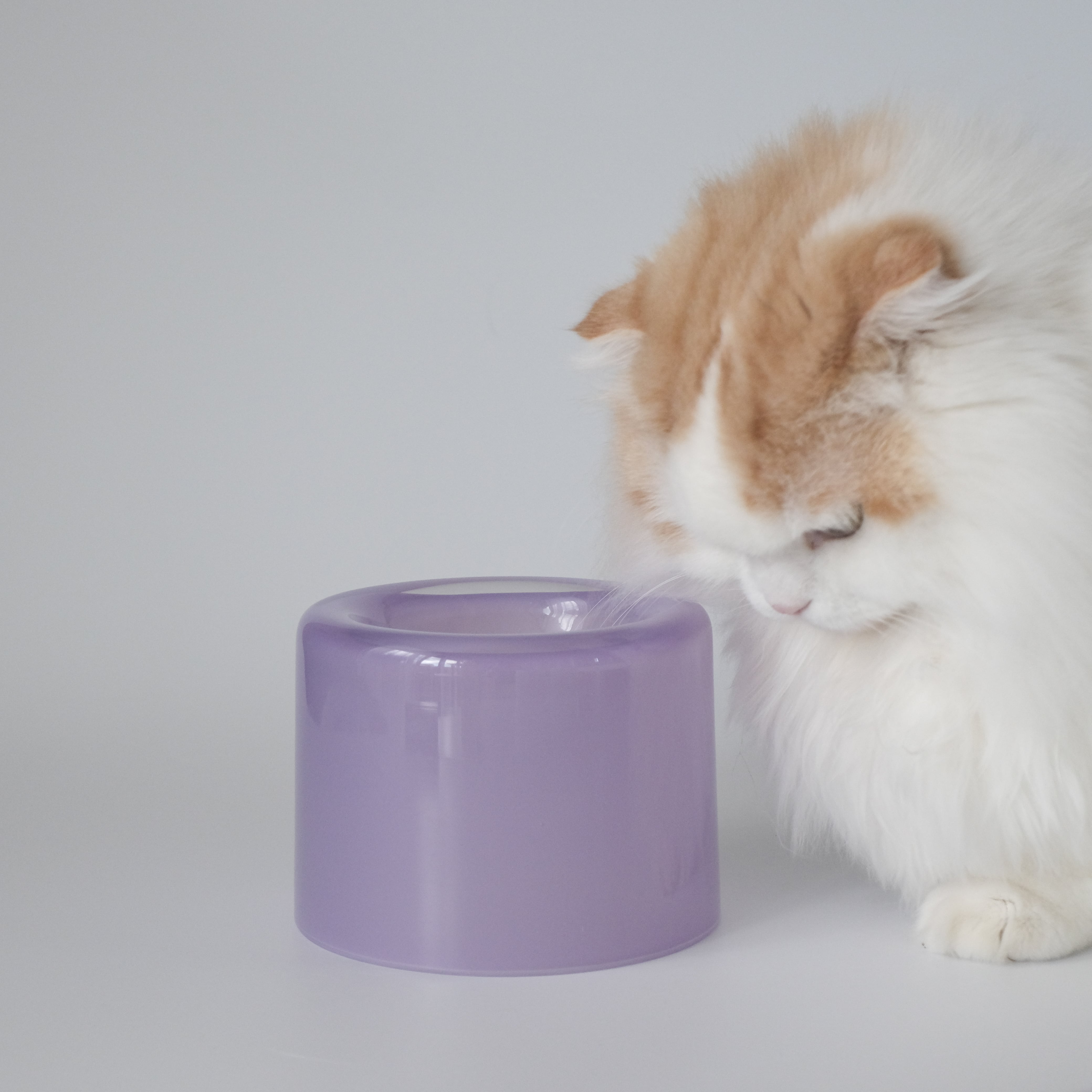 Glass Food Bowl/Purple