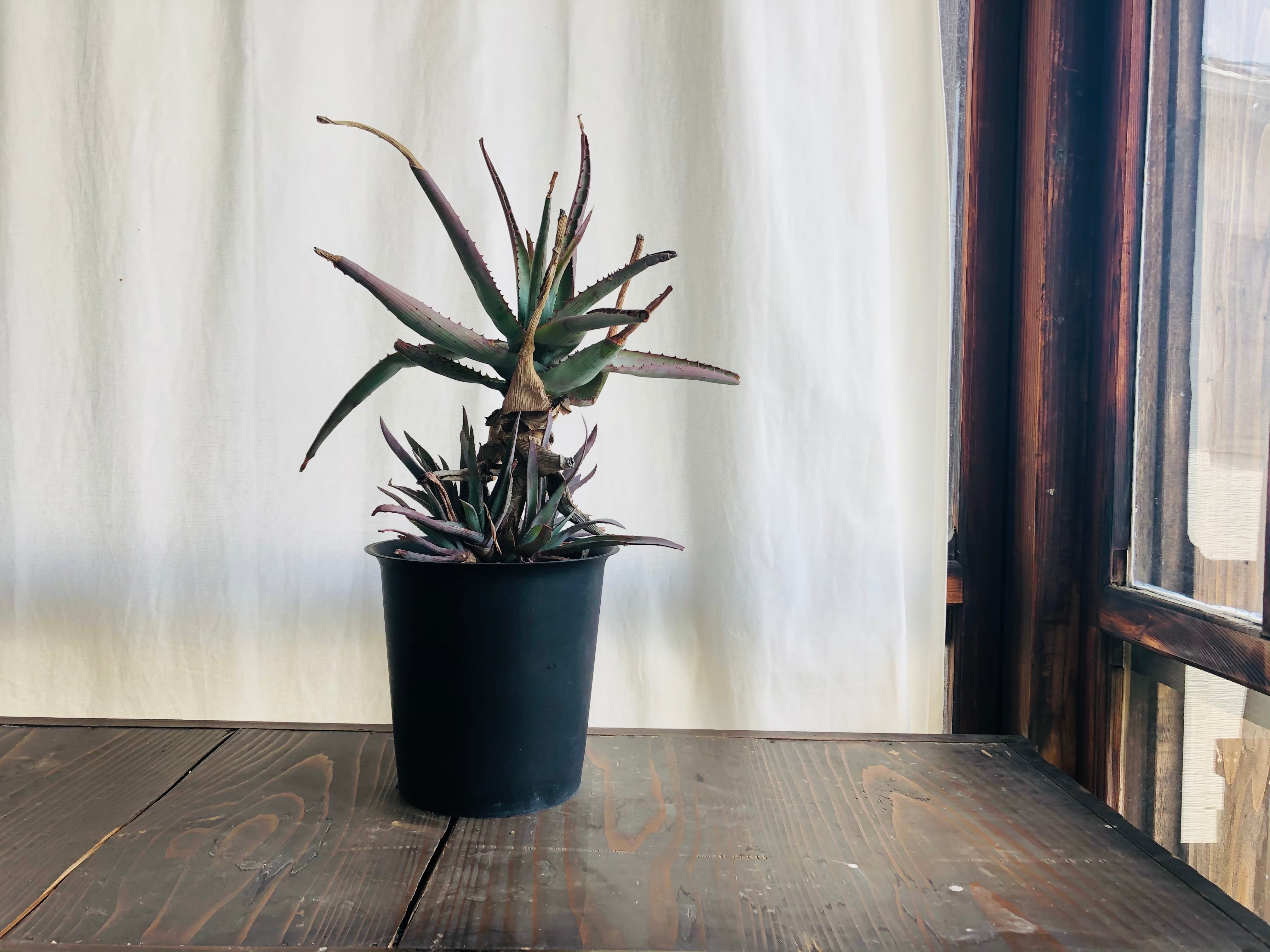 Aloe glauca アロエ グラウカ 桜花錦 | plants MARU ーサボテン・多肉