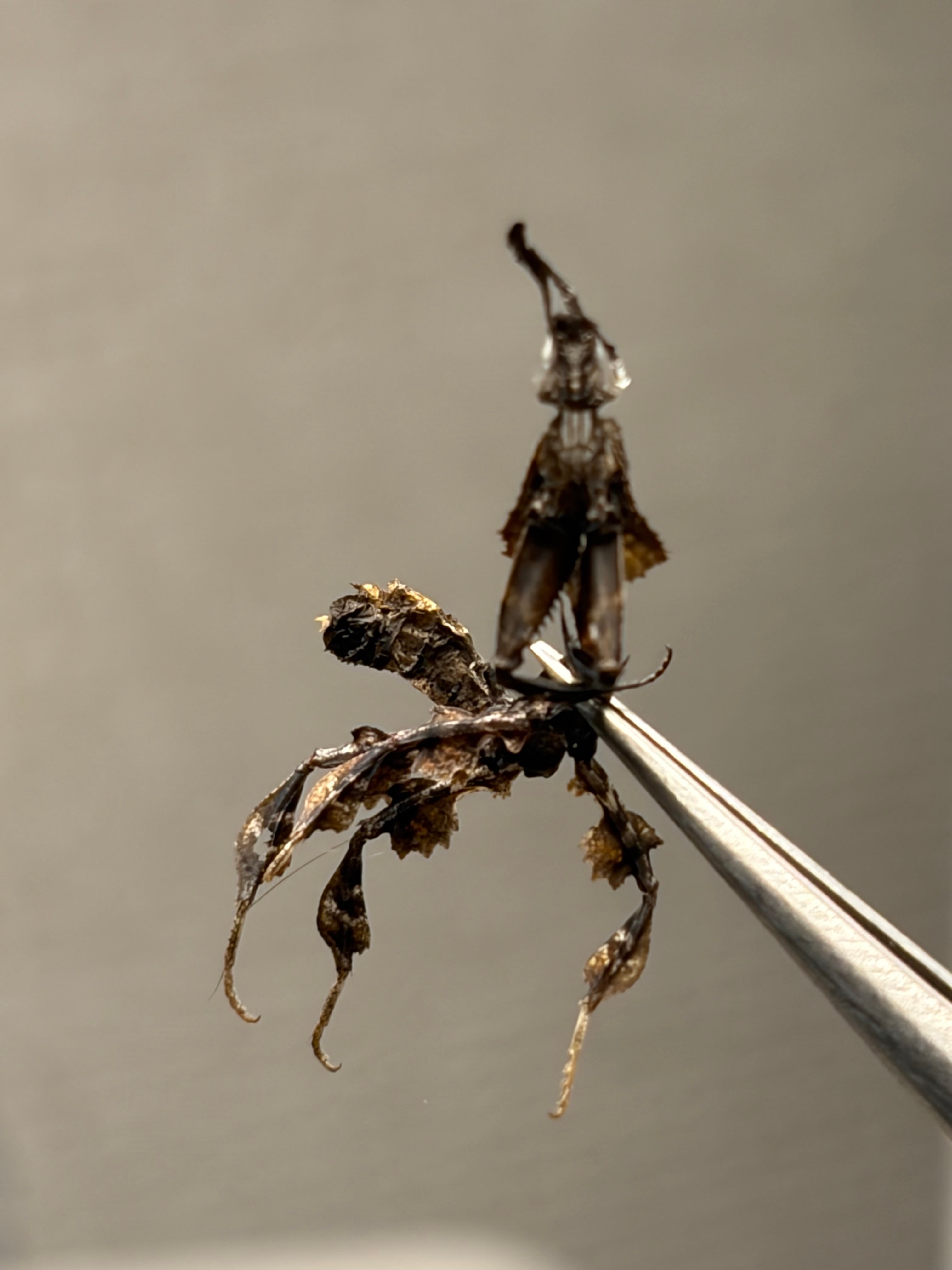 ペルーのカタトゲブローチハムシ 標本甲虫タマムシスハンダエ