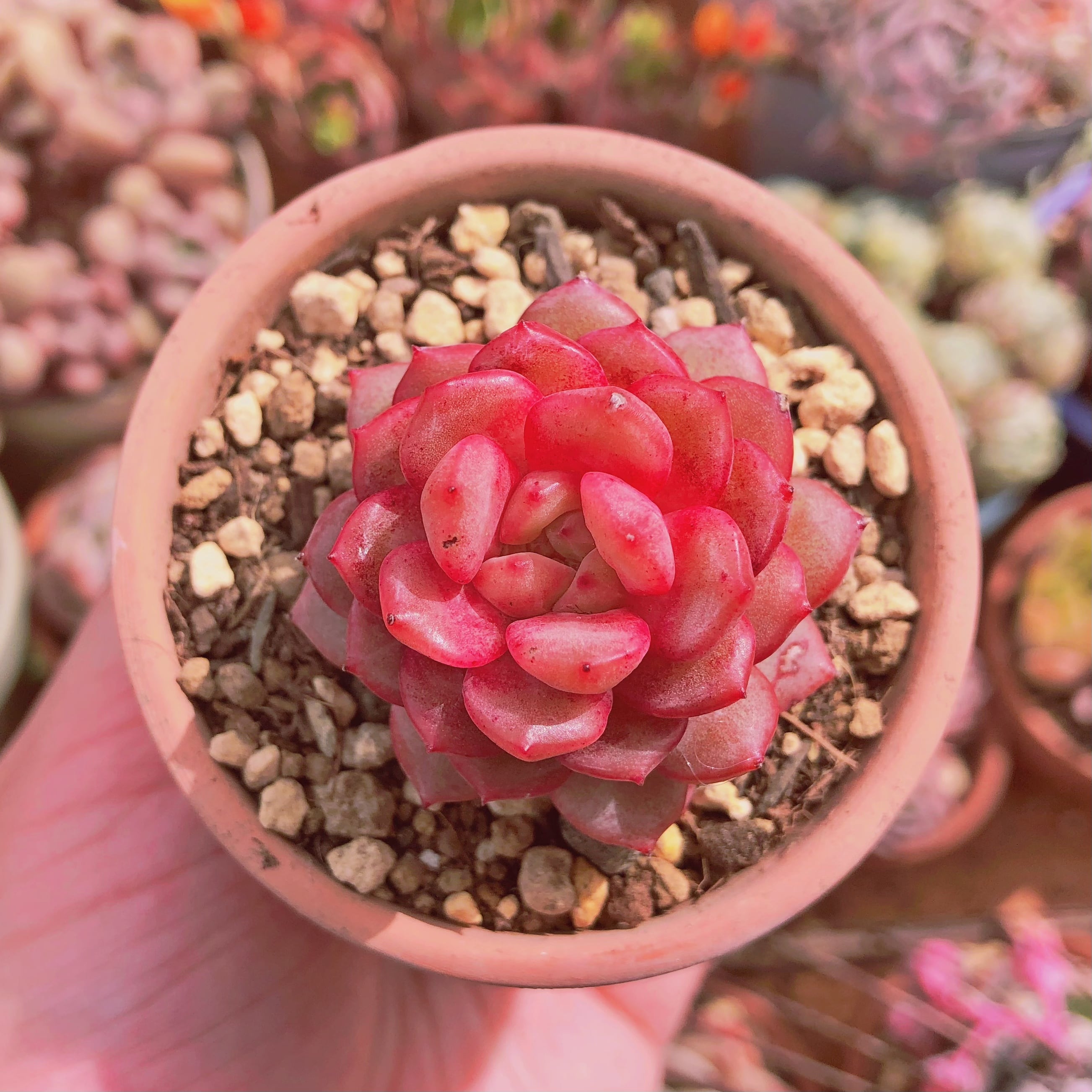 多肉植物　ハミングバード