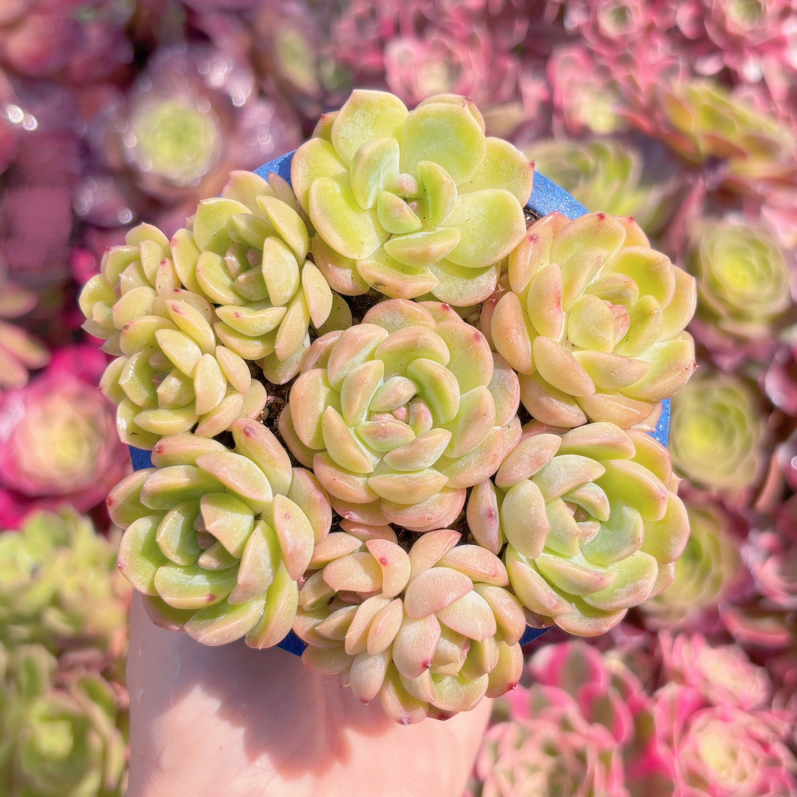 多肉植物　琴心(7苗)　新入荷　るる農園