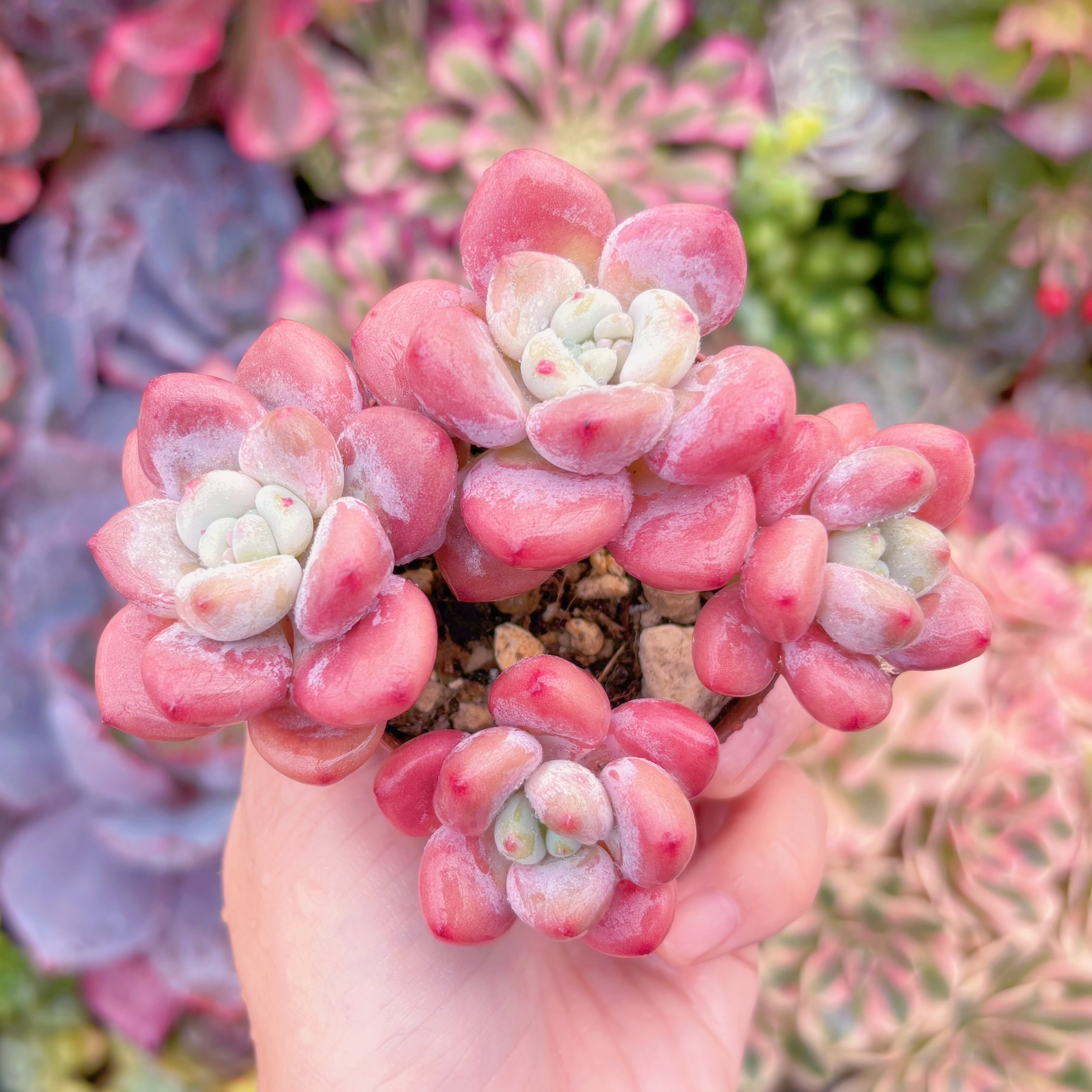 現品　桜花マカロン#262　群生　新入荷　るる農園