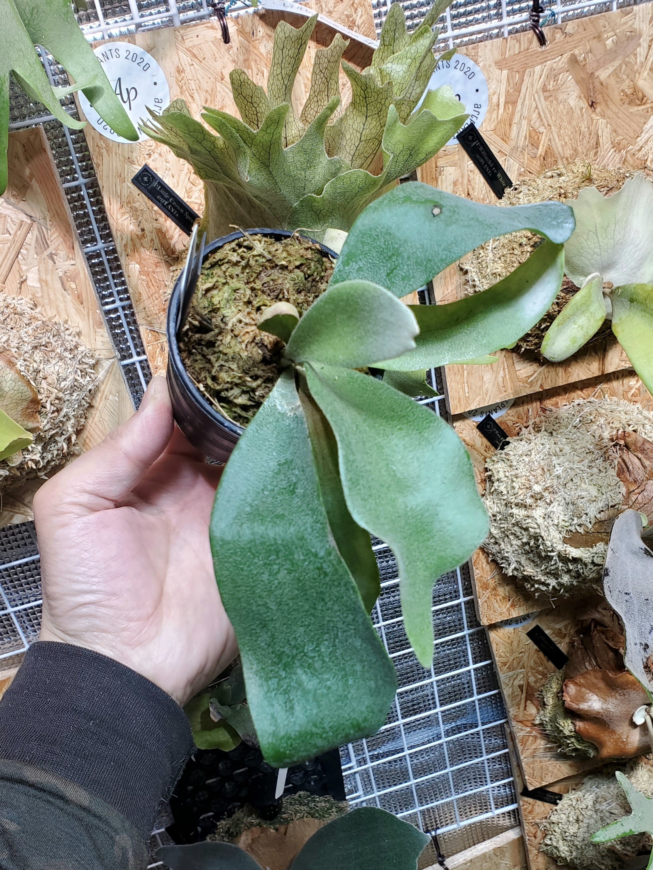 P.White Knight 【artPLANTs】ビカクシダ/Platycerium | artPLANTs