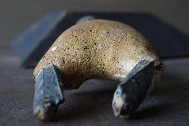 オーストラリア産ロブスター化石 Thalassina anomala Fossil 818