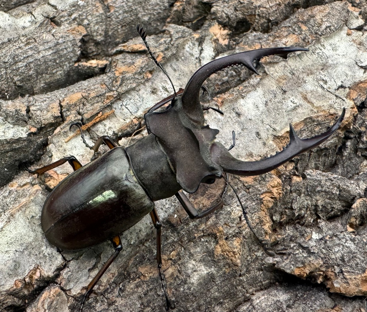 【WD】《クラーツミヤマ原名亜種 57mm ペア》