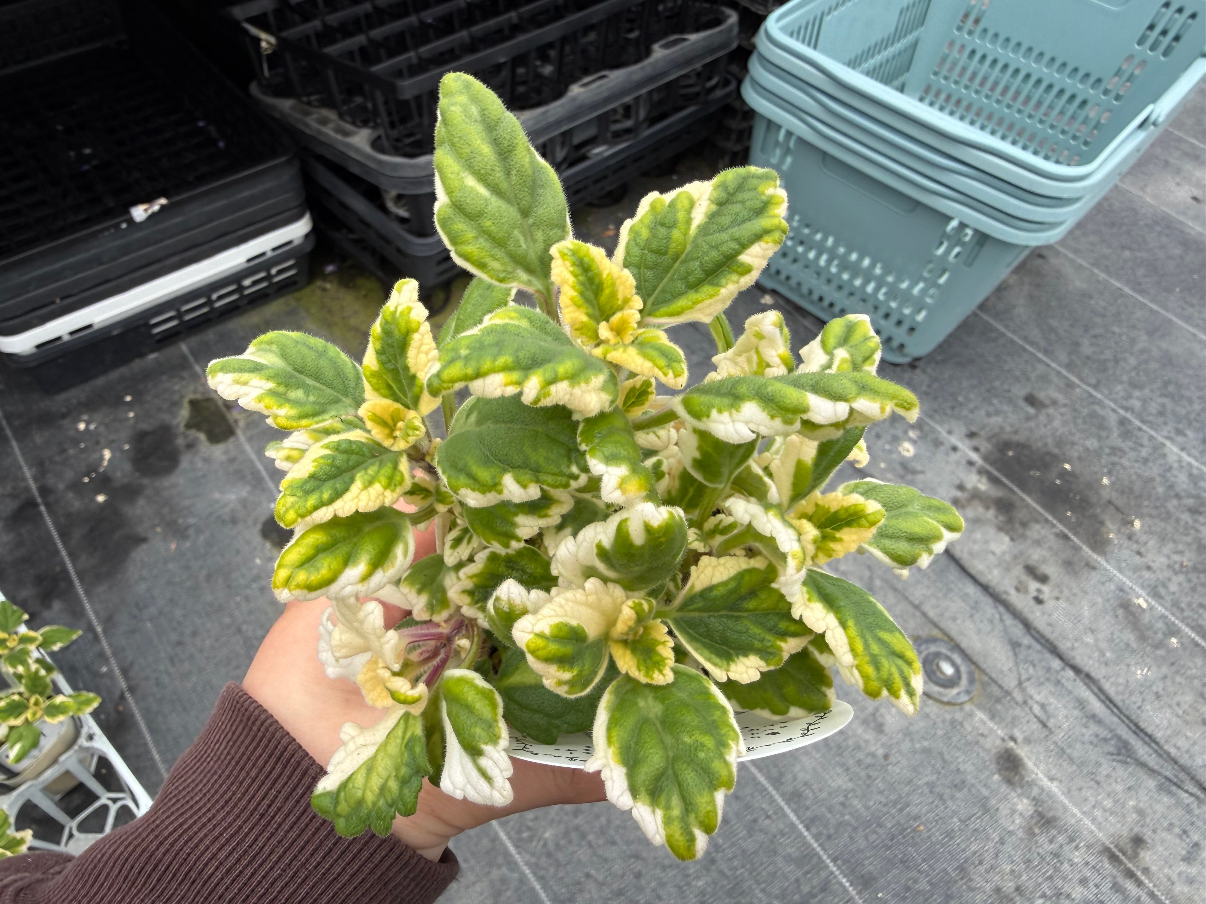 高見園芸生産‼︎斑入りアロマティカス（プレクトランサス