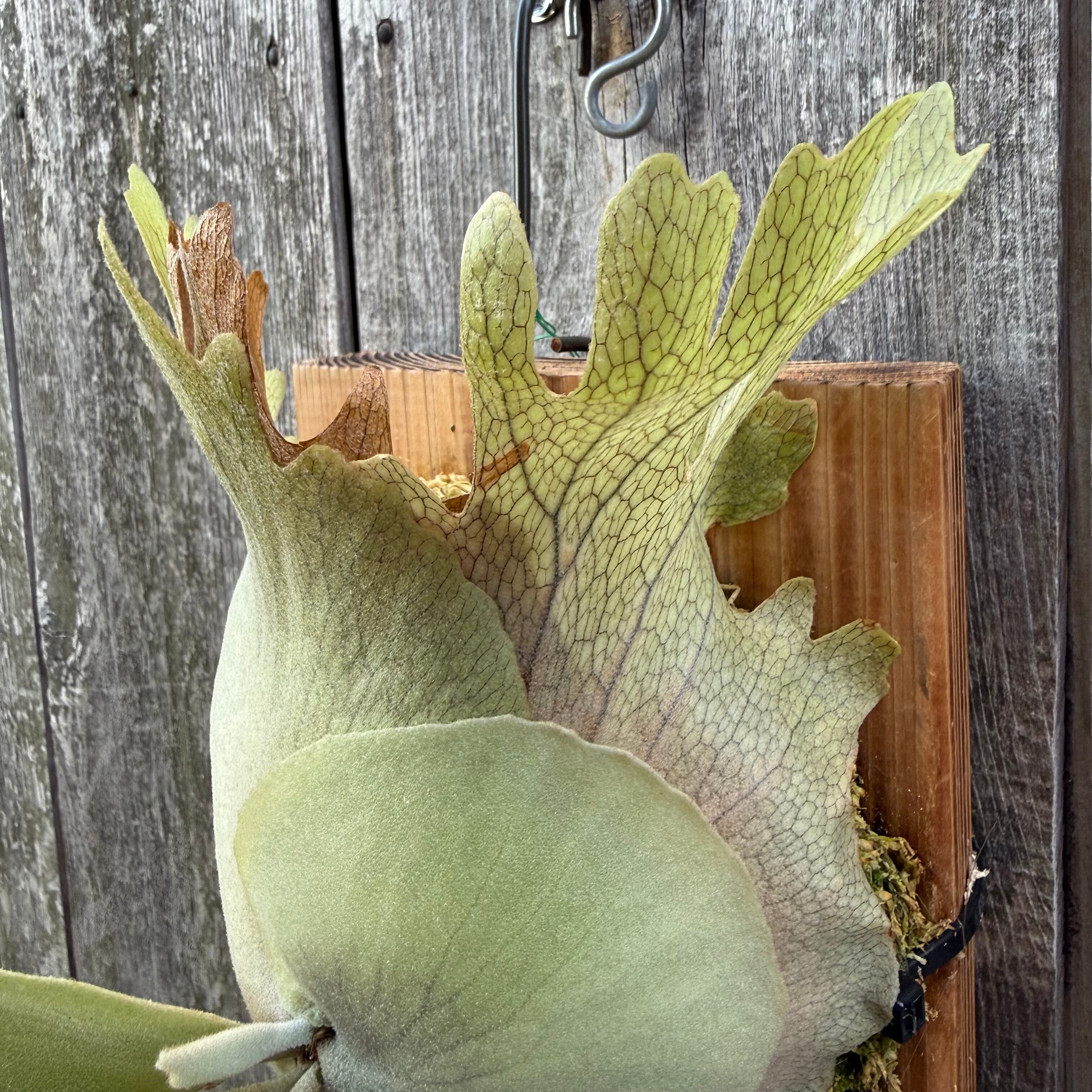 P. willinckii cv. Seiren (pup) | naturefix