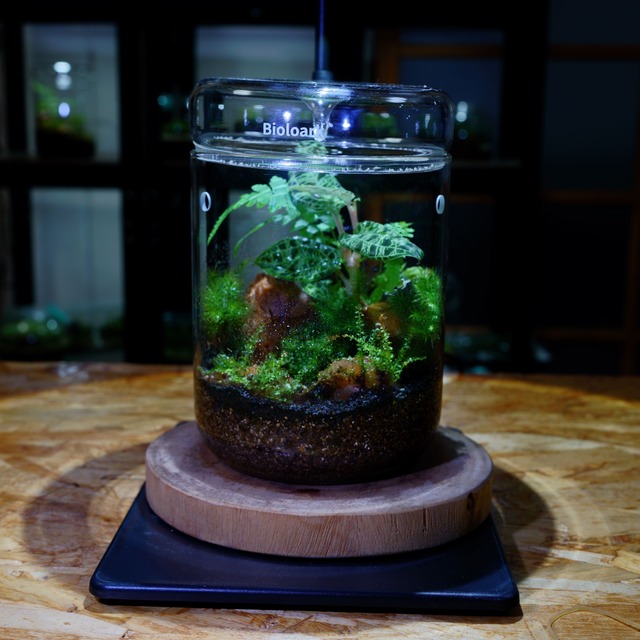 ジュエルオーキッドのテラリウム2：完成品