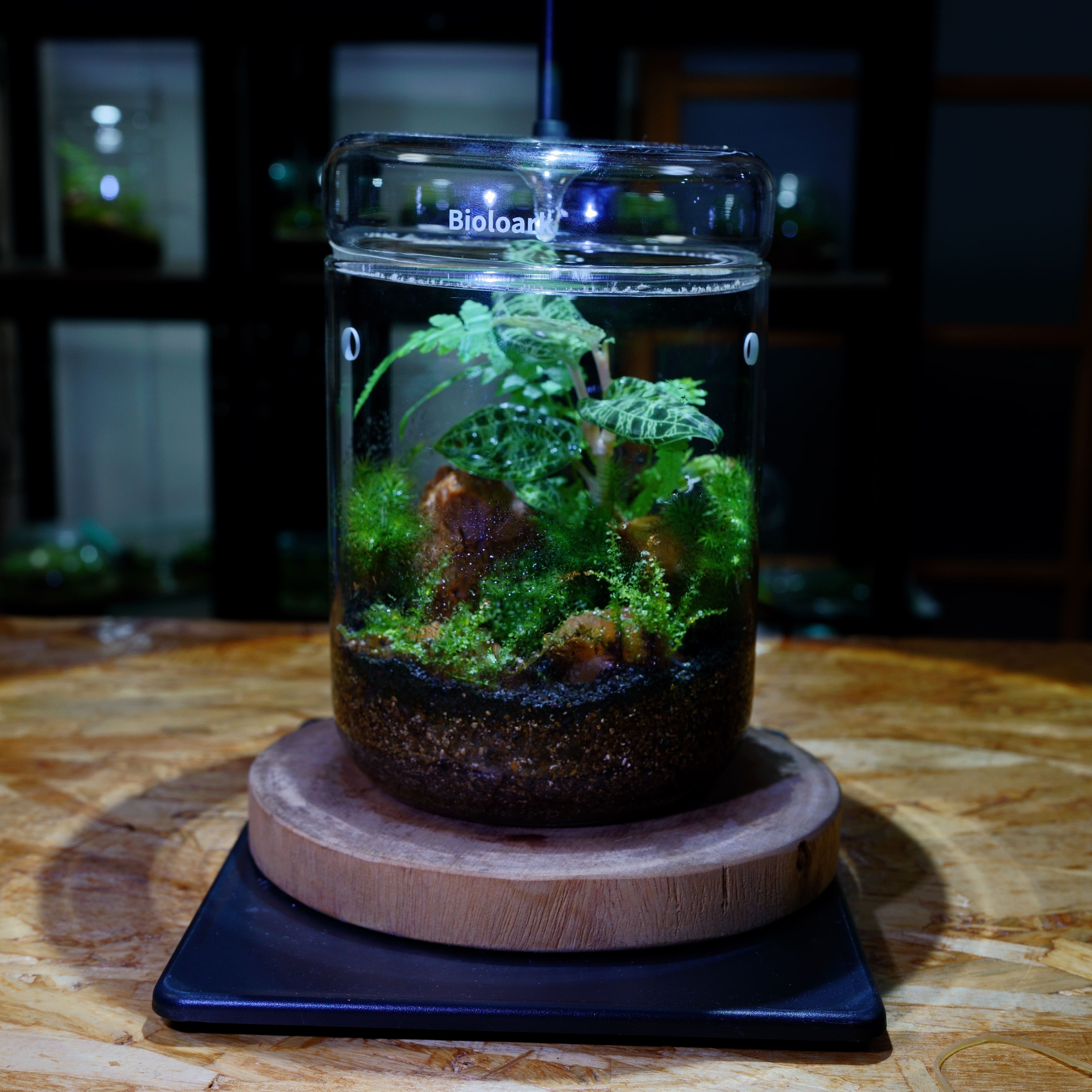 ジュエルオーキッドのテラリウム2:完成品