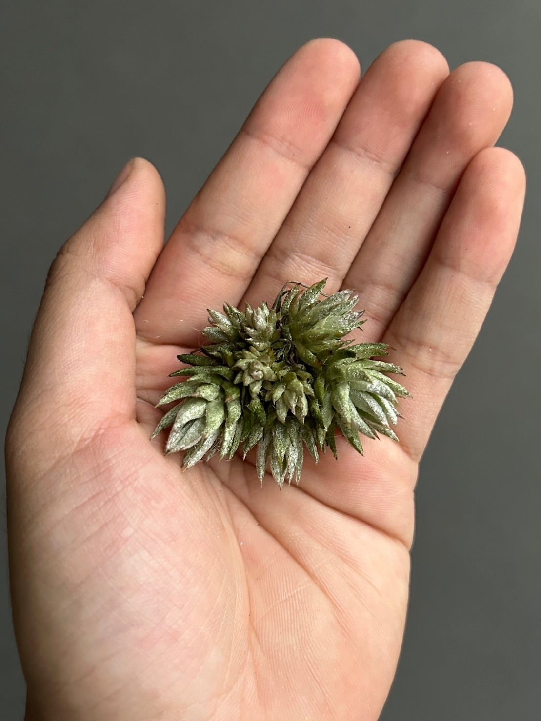 Tillandsia ionantha var. vanhyningii Pink Lady Clamp