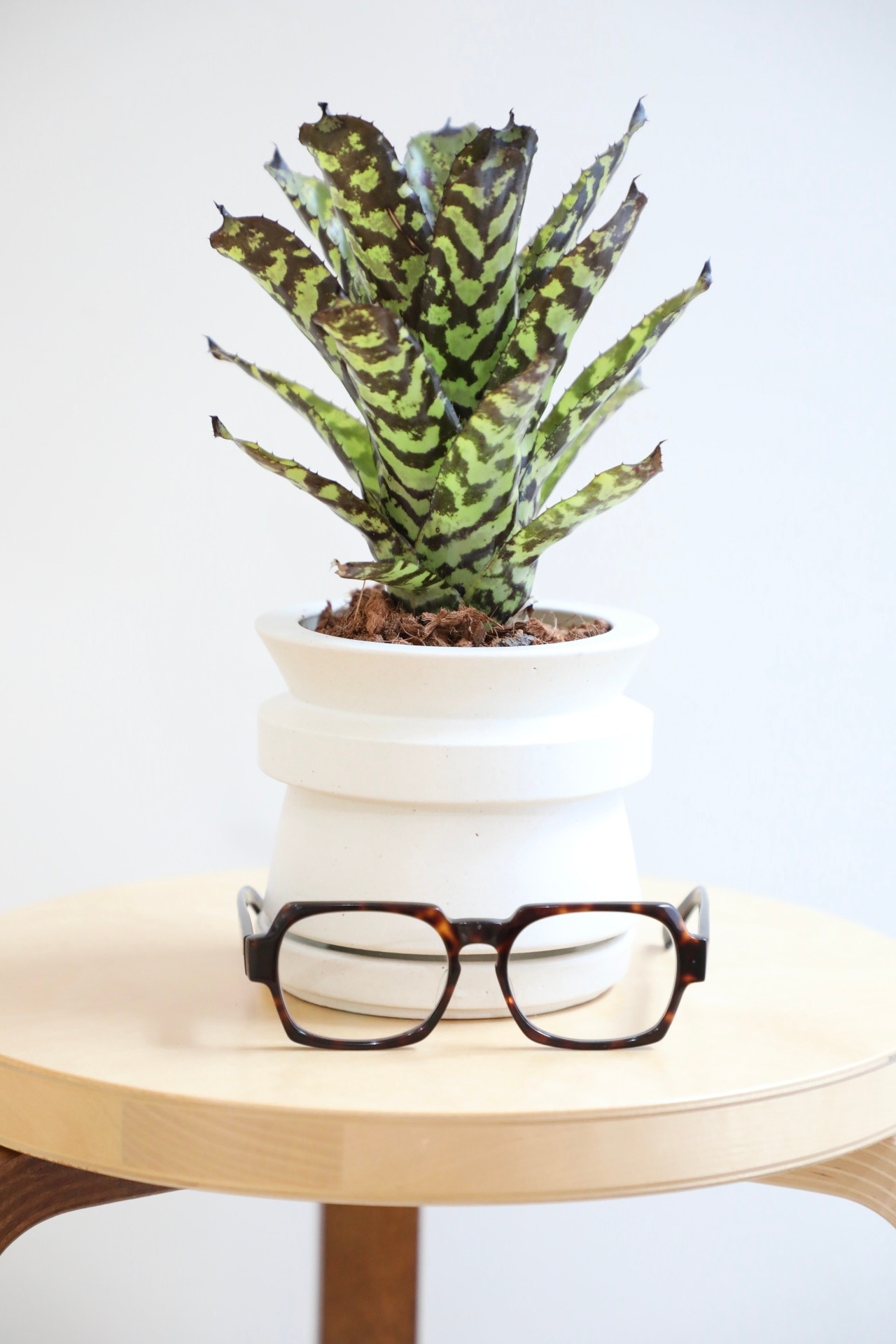 【S】エクメア オーランディアーナ/Aechmea orlandiana