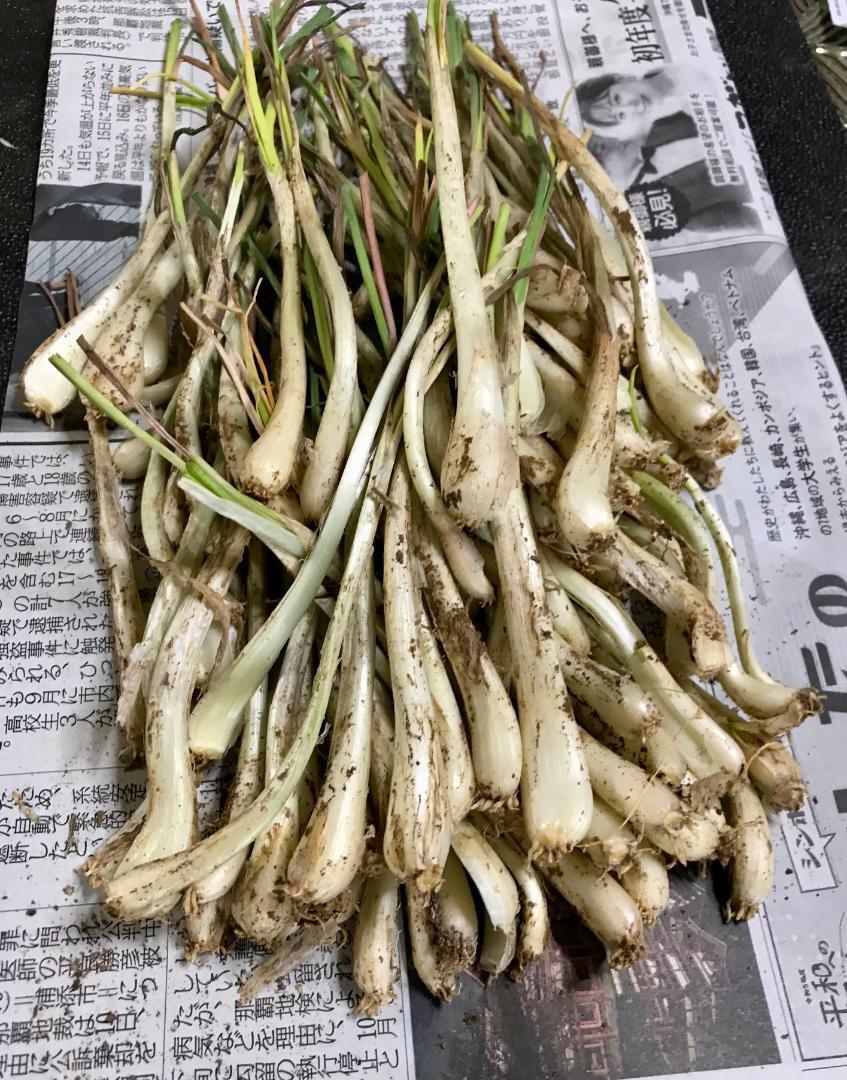 ADAN OKINAWA アダン沖縄 BASE店 沖縄特産品、果物、野菜、苗木販売