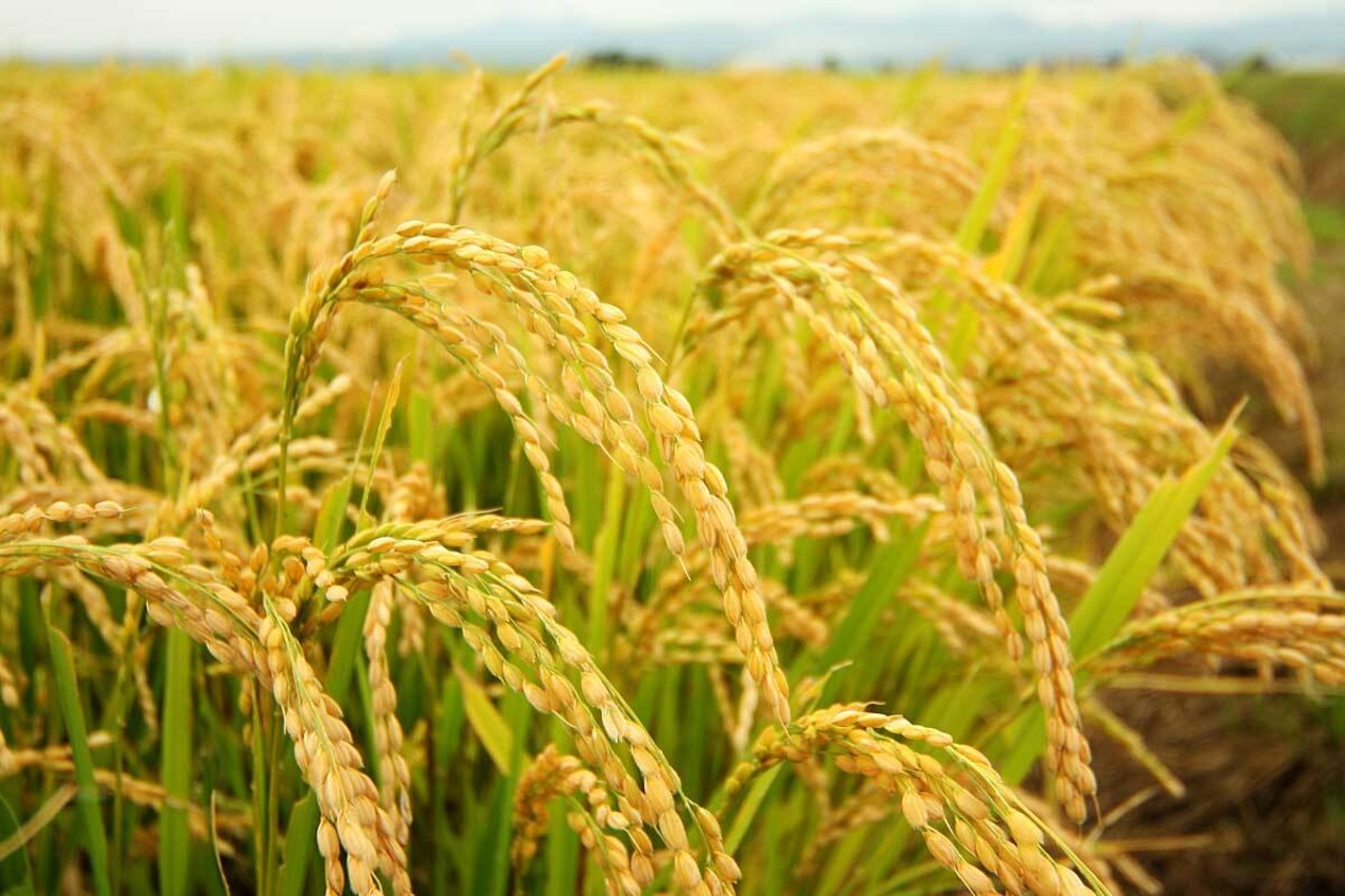 鹿児島産　農薬・化学肥料不使用　特別栽培米『錦乃誉（にしきのほまれ）』極上玄米1㎏×3袋