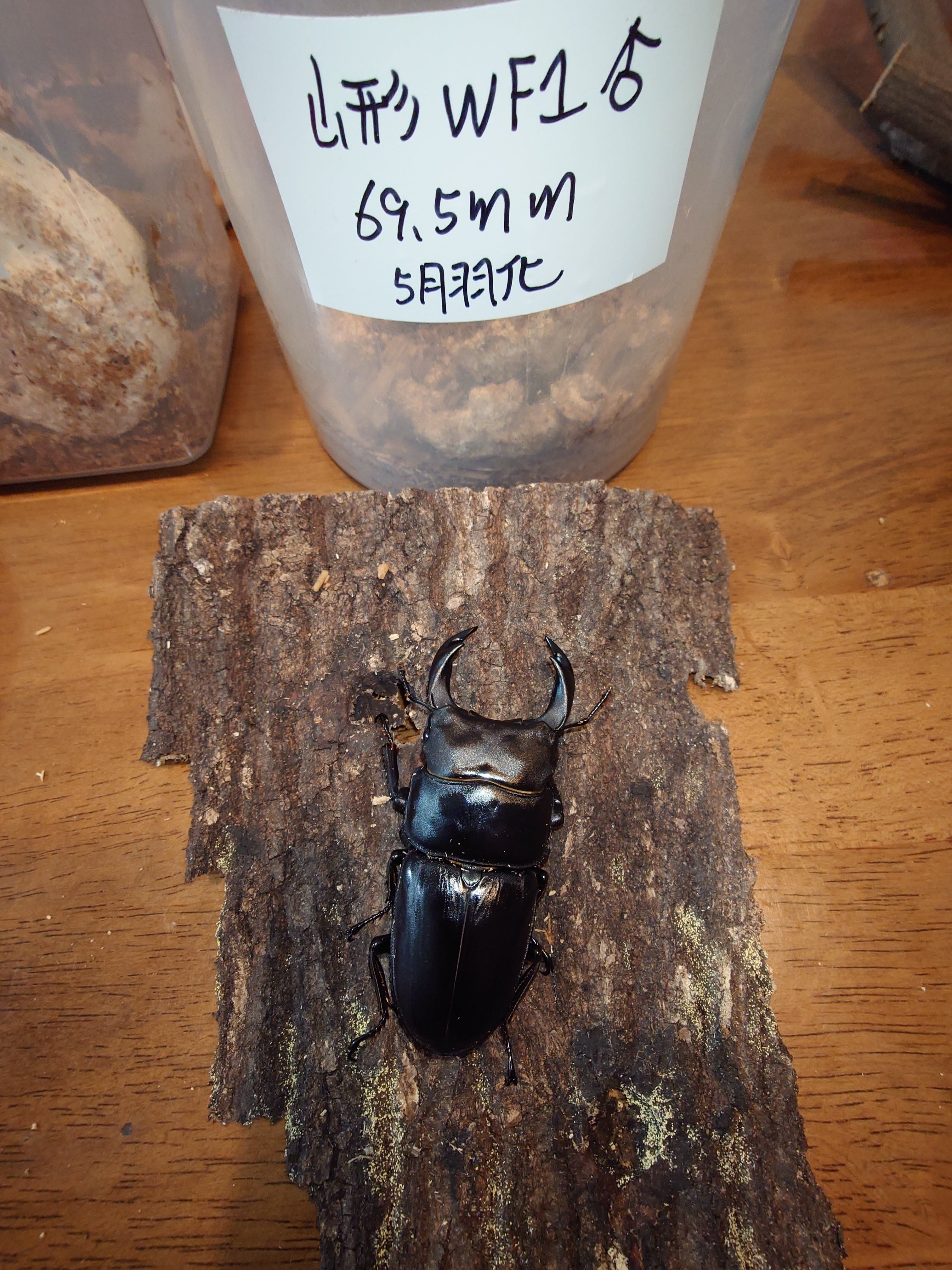 オオクワガタ 天然 52.5㎜37.3㎜ペア ワイルド 採集個体 長野県産