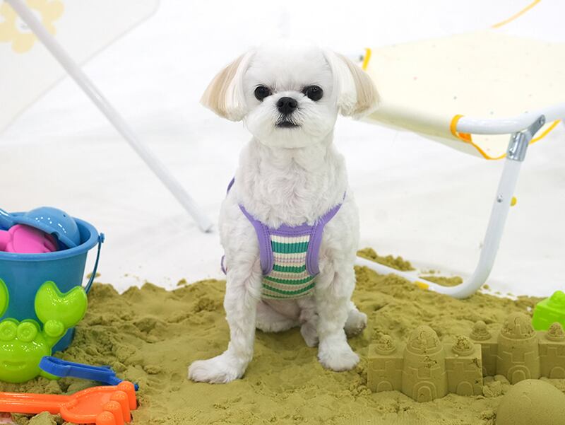 winkholic crop top S ~ XL 2color / 犬服 春夏 新作 Tシャツ ドッグウェア ショート丈 袖なし 小型犬 中型犬 トップス 涼しい お揃い クロップド top152