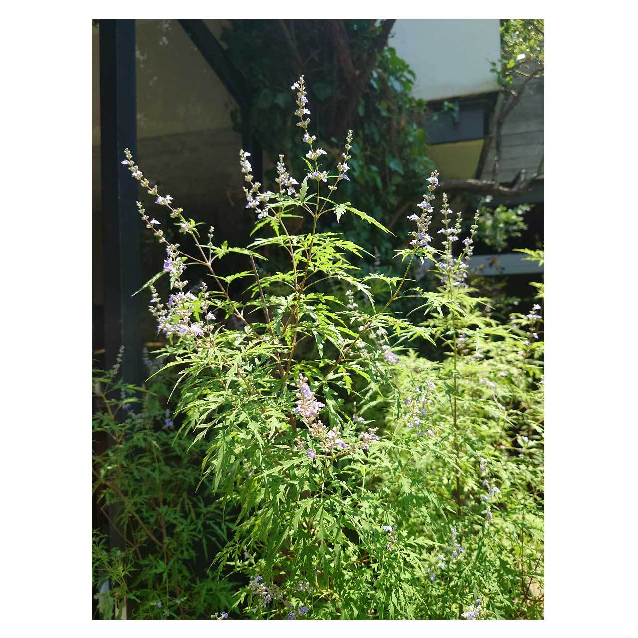 Vitex negundo var.heterophylla | Seeding
