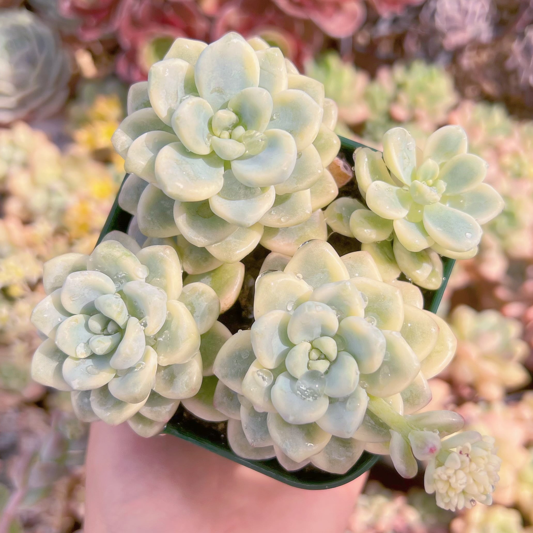 現品　ラウル錦#F015　るる農園