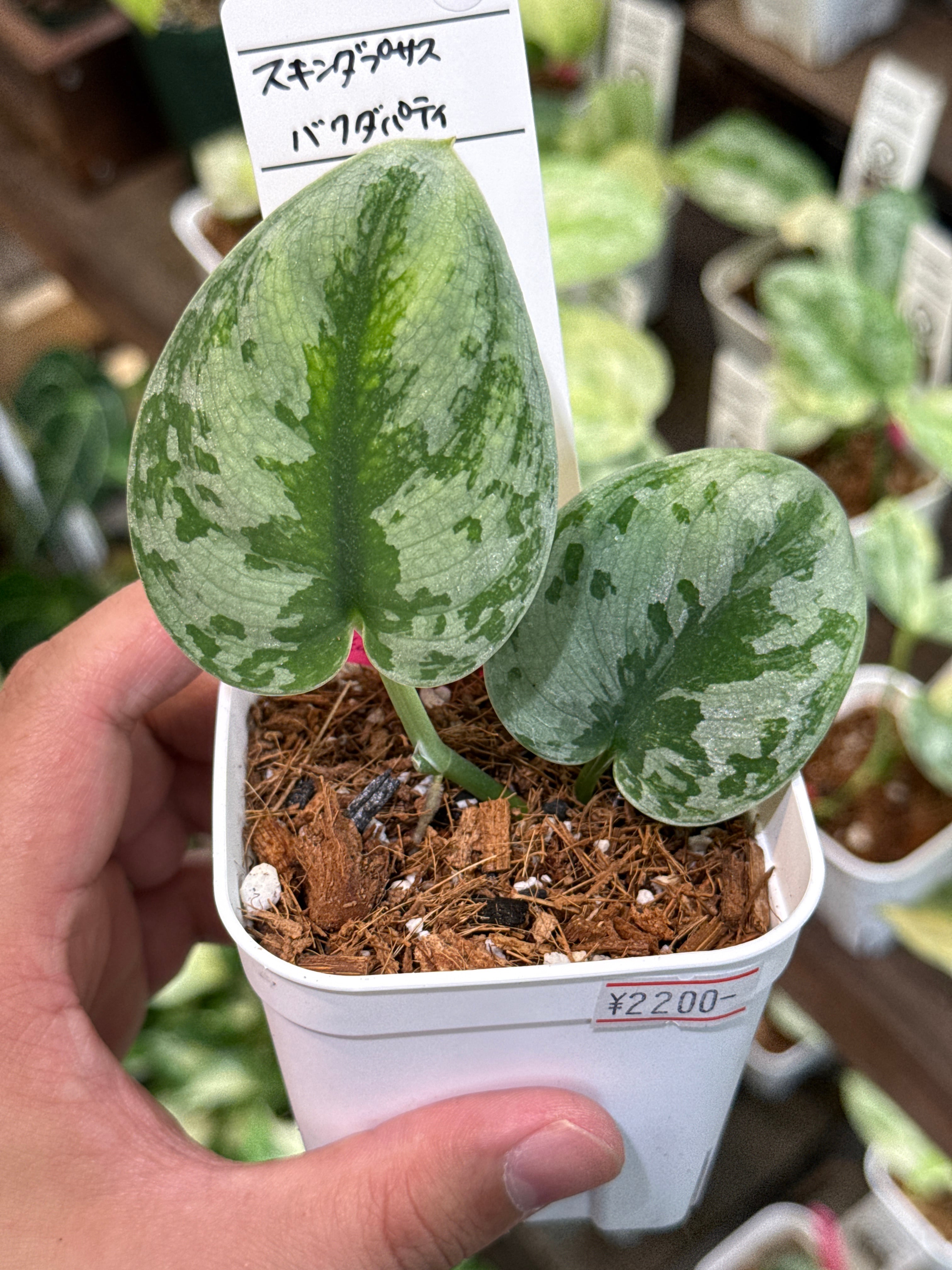 51. スキンダプサス バクダパティ | Gardenえん 【観葉熱帯植物】
