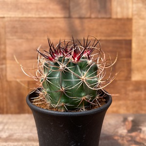 Echinocactus ferreirianus var.lindsayi