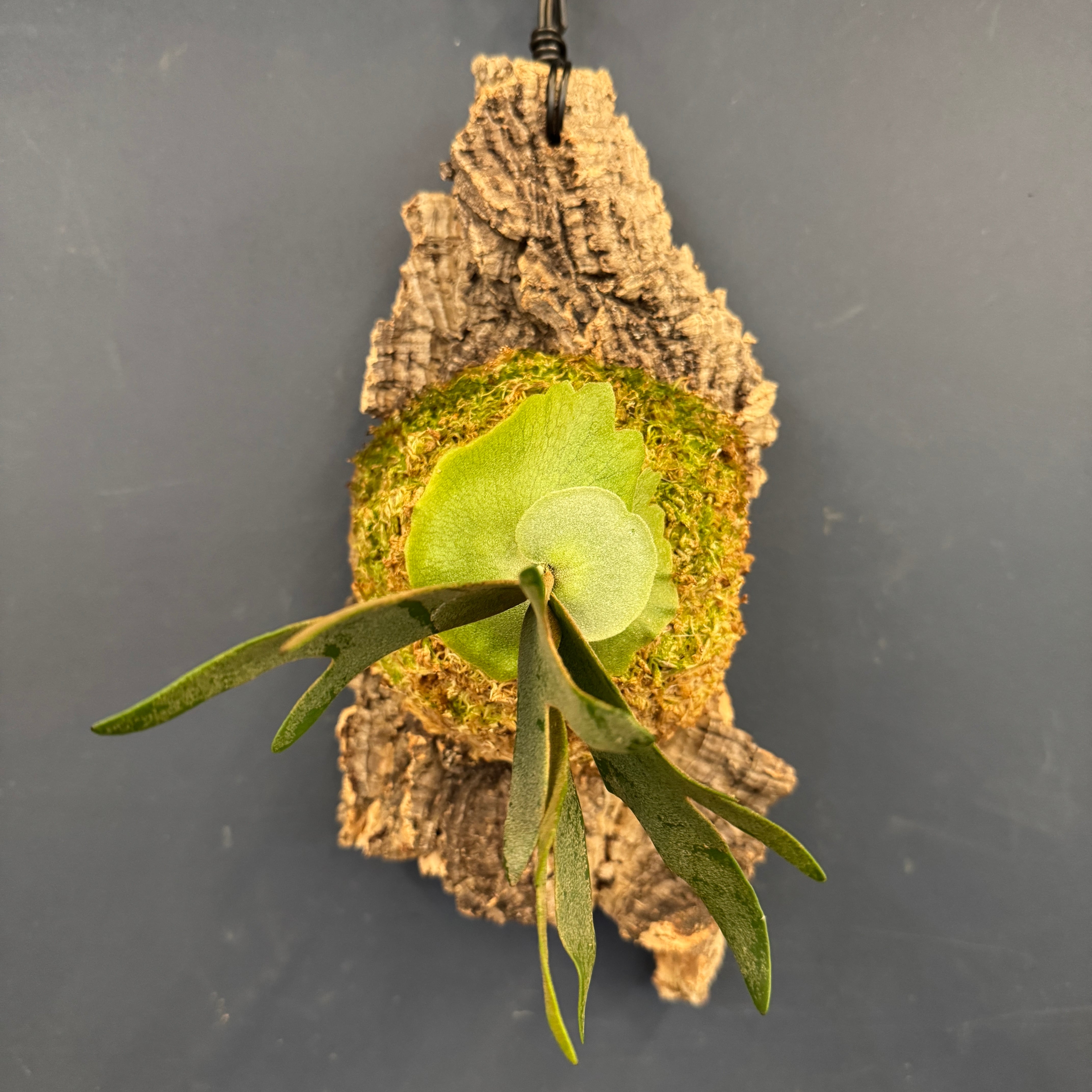 UJ】ビカクシダ P. willinckii 'Golden Boy' Spore 板付け (コルク