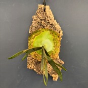 【UJ】ビカクシダ　P. willinckii 'Golden Boy' Spore 板付け (コルク)【136】