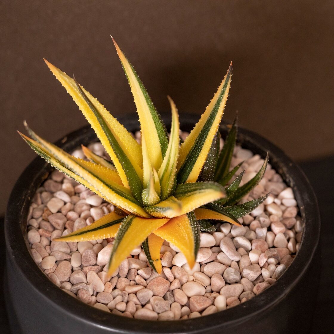 白雪絵巻錦 糊斑 超美株 ハオルシア ハオルチア 在庫処分 観葉植物 31  