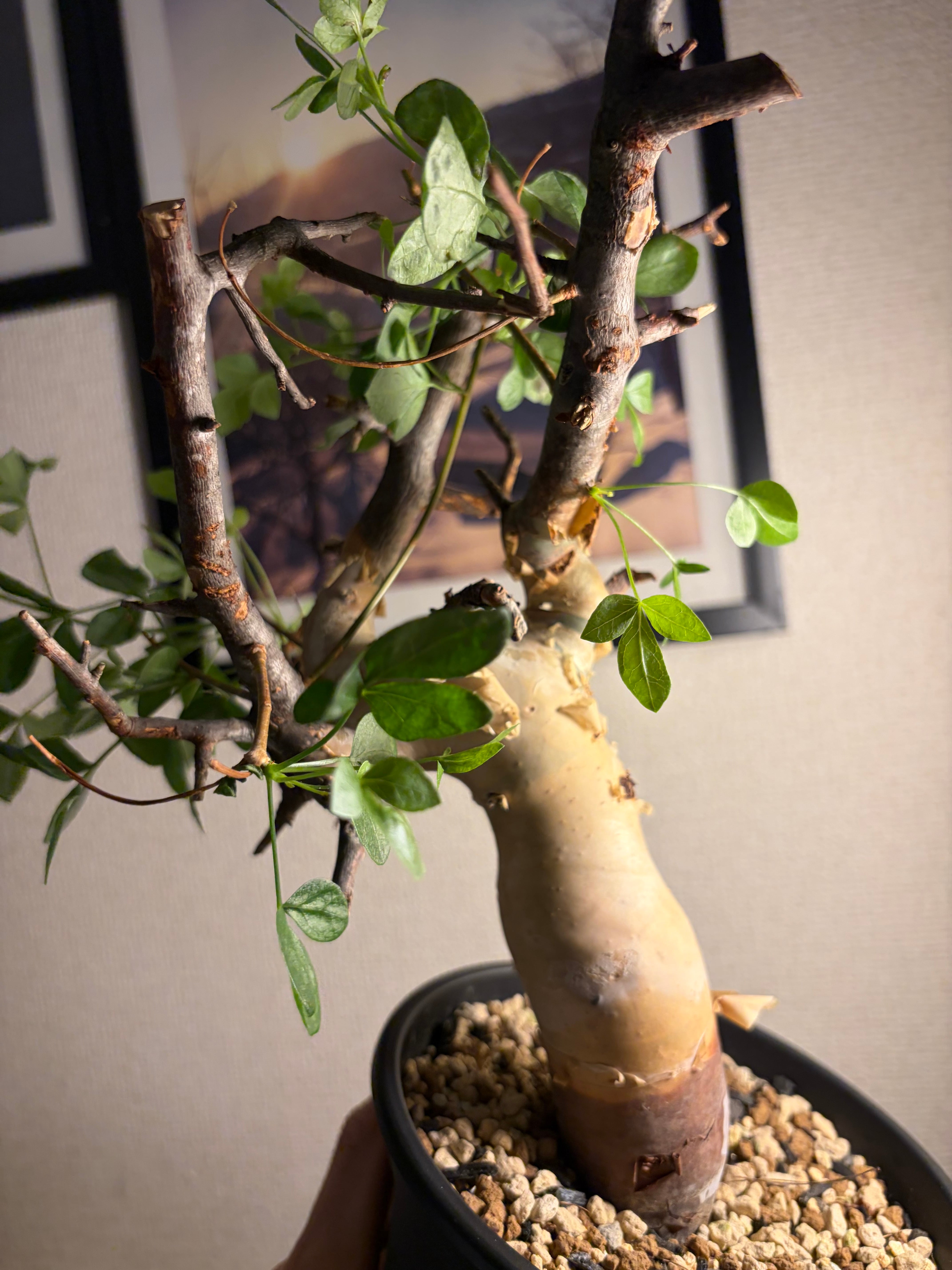 コミフォラ カタフ ピュアソマリア Commiphora アデニア アクレアータ
