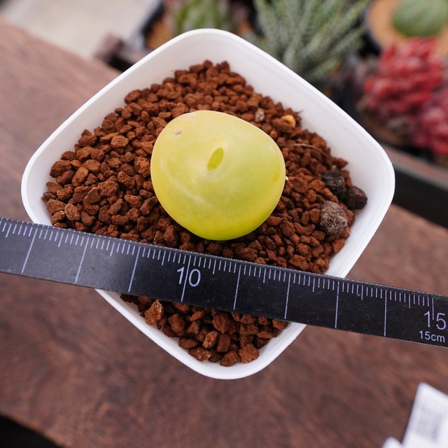 宝石みたい【コノフィツム・マウガニー 2】Conophytum mauganii　人気