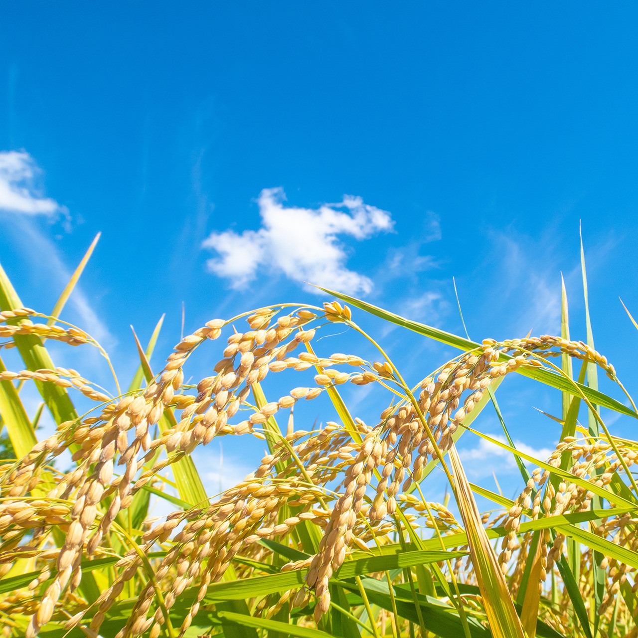 五ツ星お米マイスター厳選　4銘柄食べくらべセット（7年産) 1kg×4種