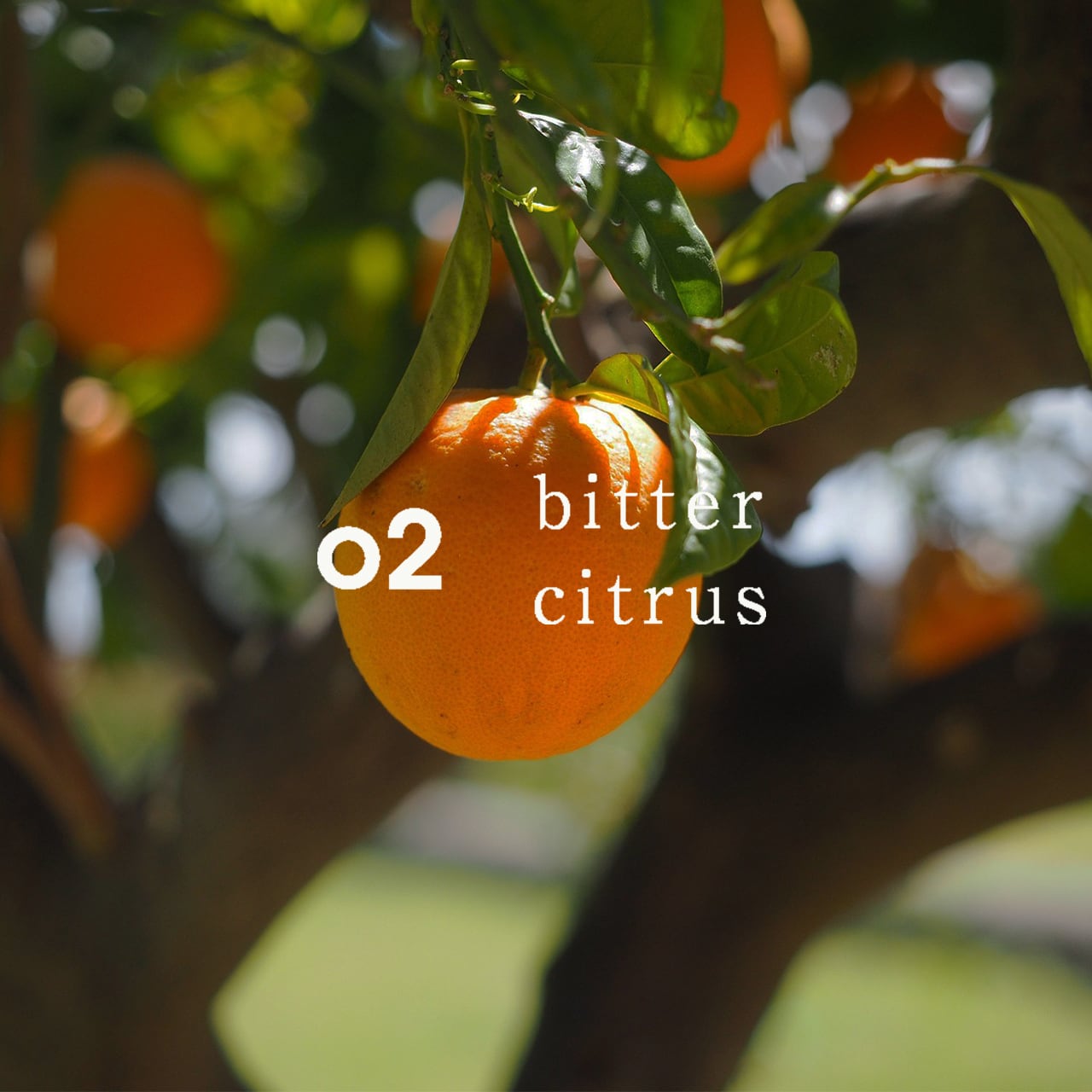 アロマオイル2本 Amazon.co.jp: エッセンシャルオイル アロマオイル アロマ 昼用夜用