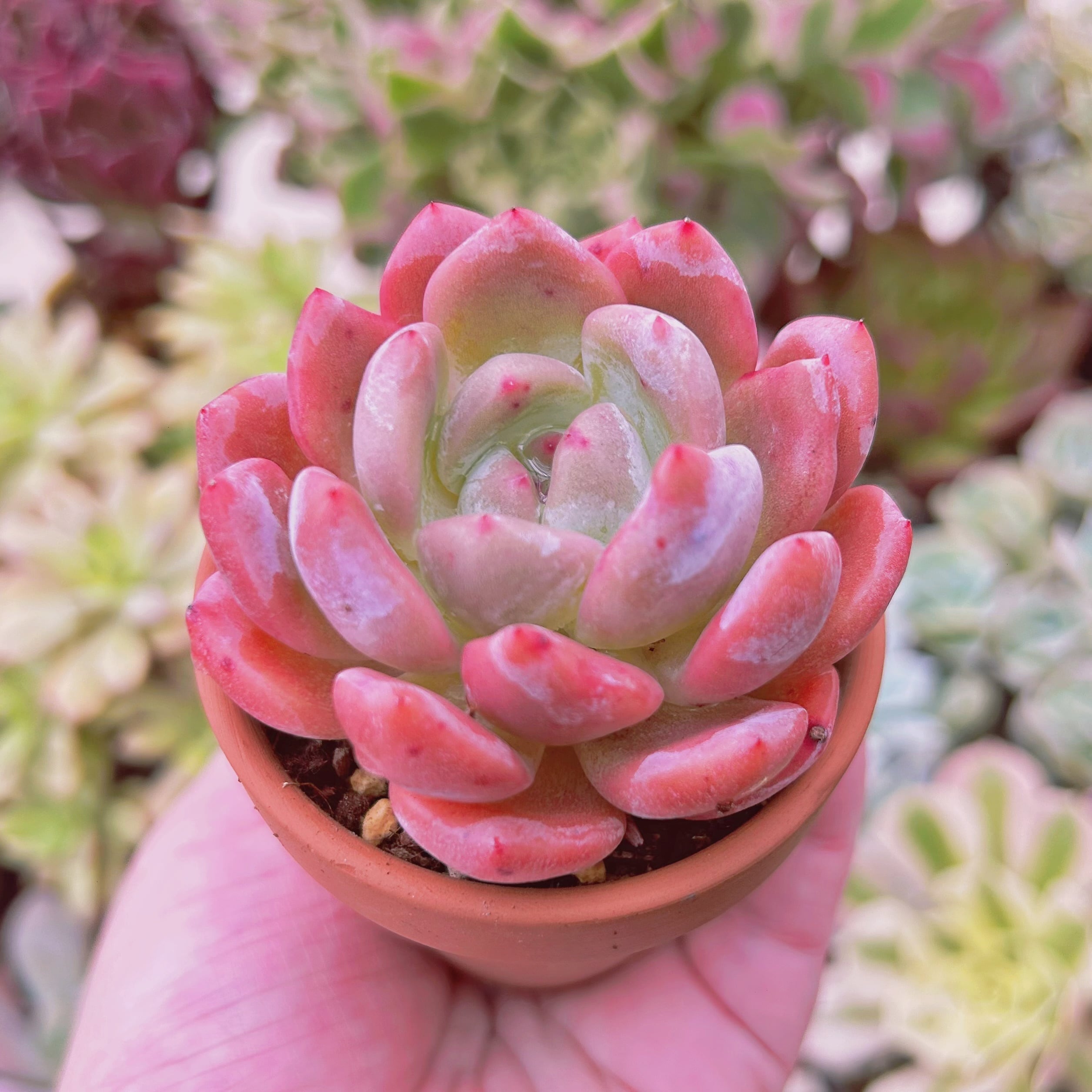 多肉植物　新品種　Echeveria  レッドストーン