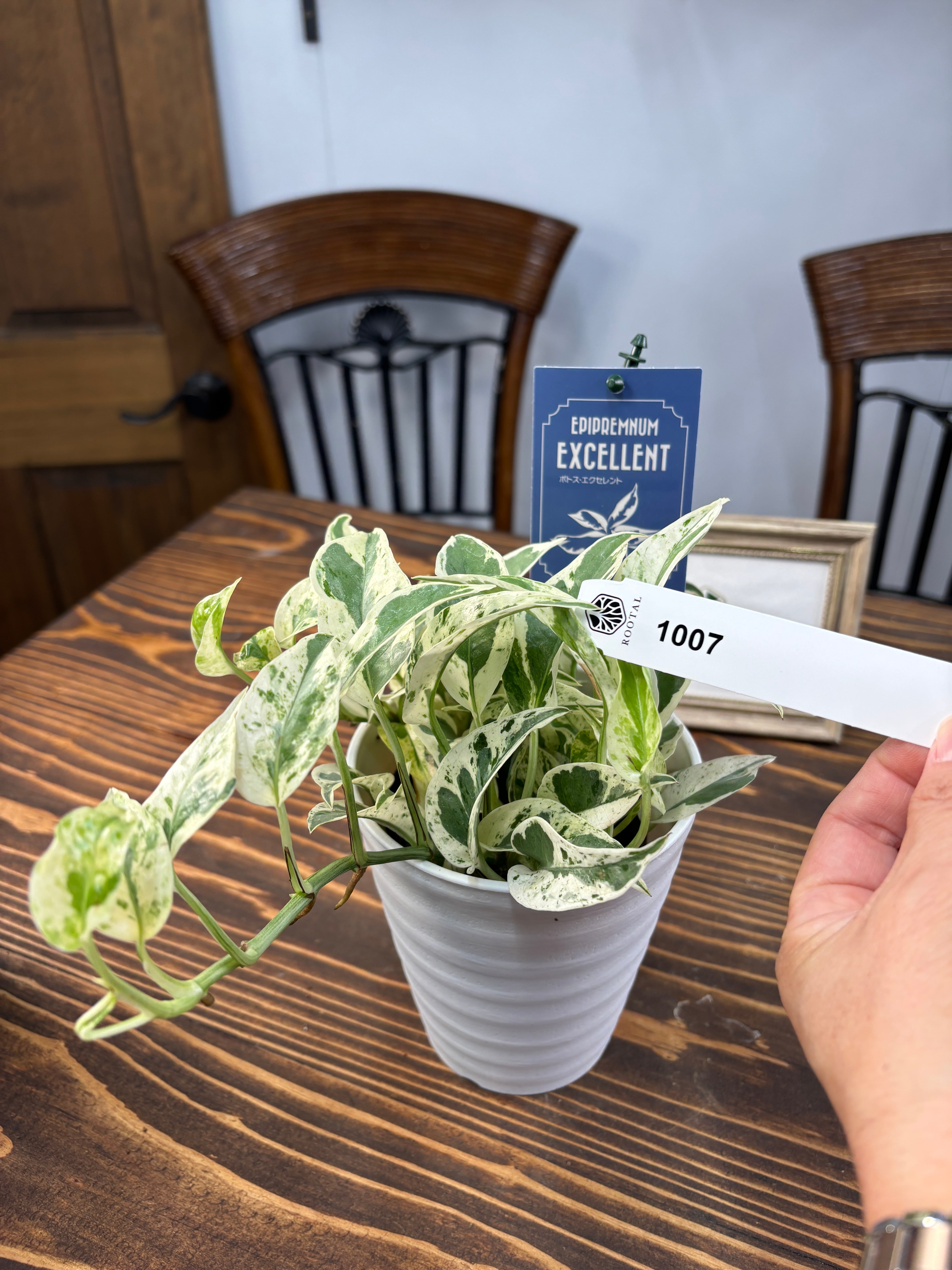 ★★1007【美株卓越した一品】加藤農園 ポトス エクセレント 4号鉢