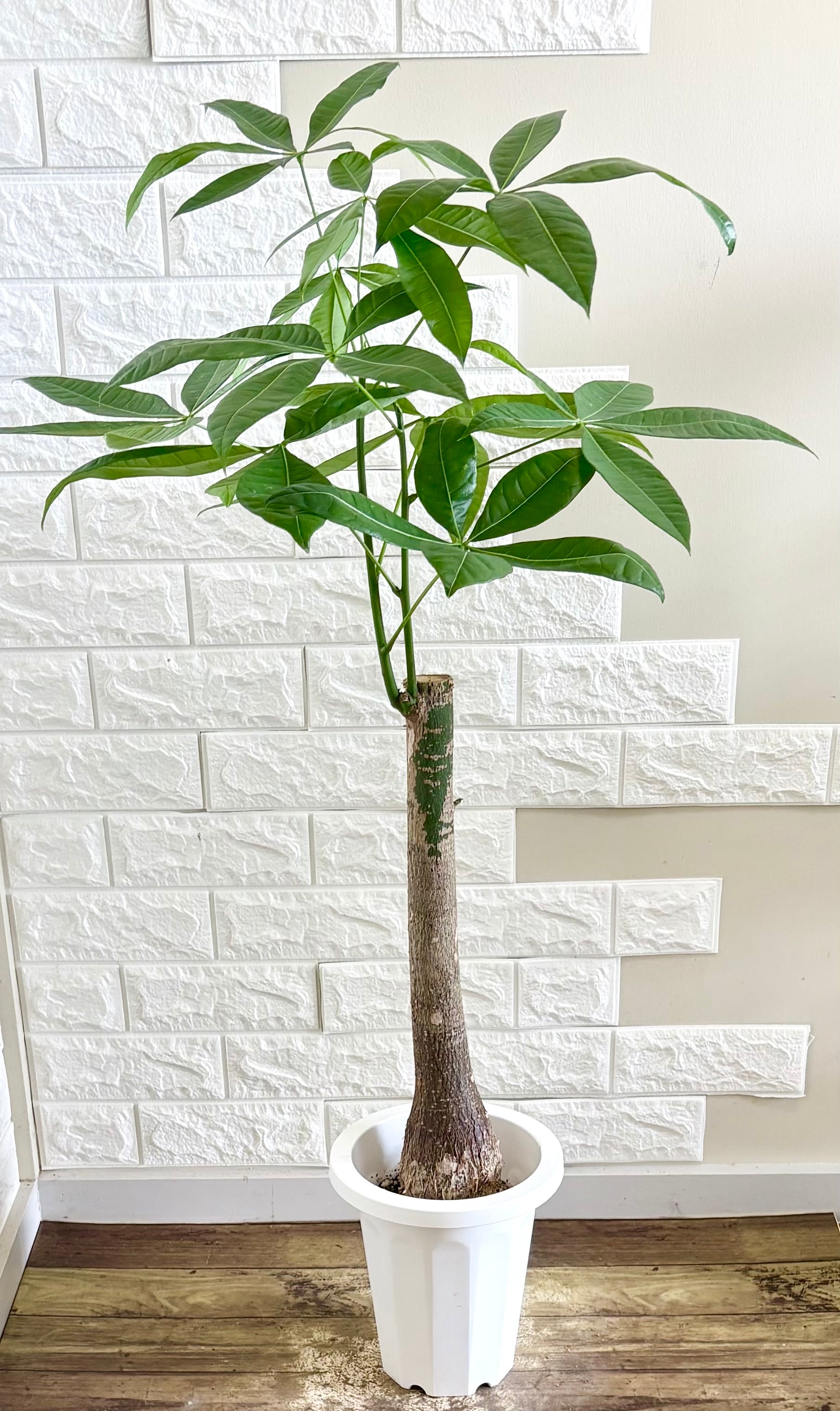 現品】フィカスバンビーノ 曲がり樹形 観葉植物 | 観葉植物のお店