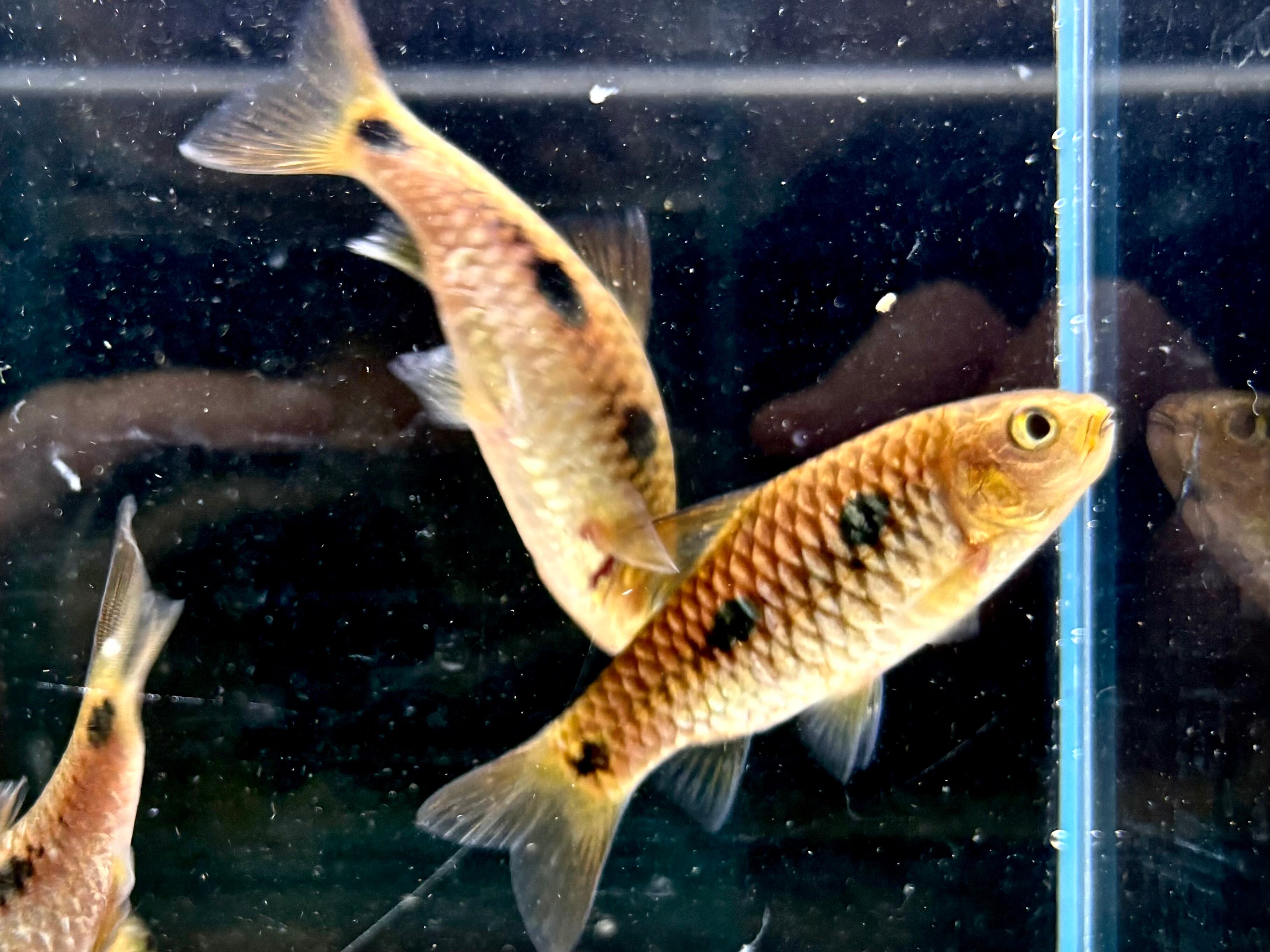 バルブスsp. Coyah 7〜8cm± ギニア産 | AQUASTYLEG
