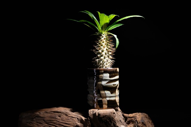 Pachypodium lamerei＋YARD