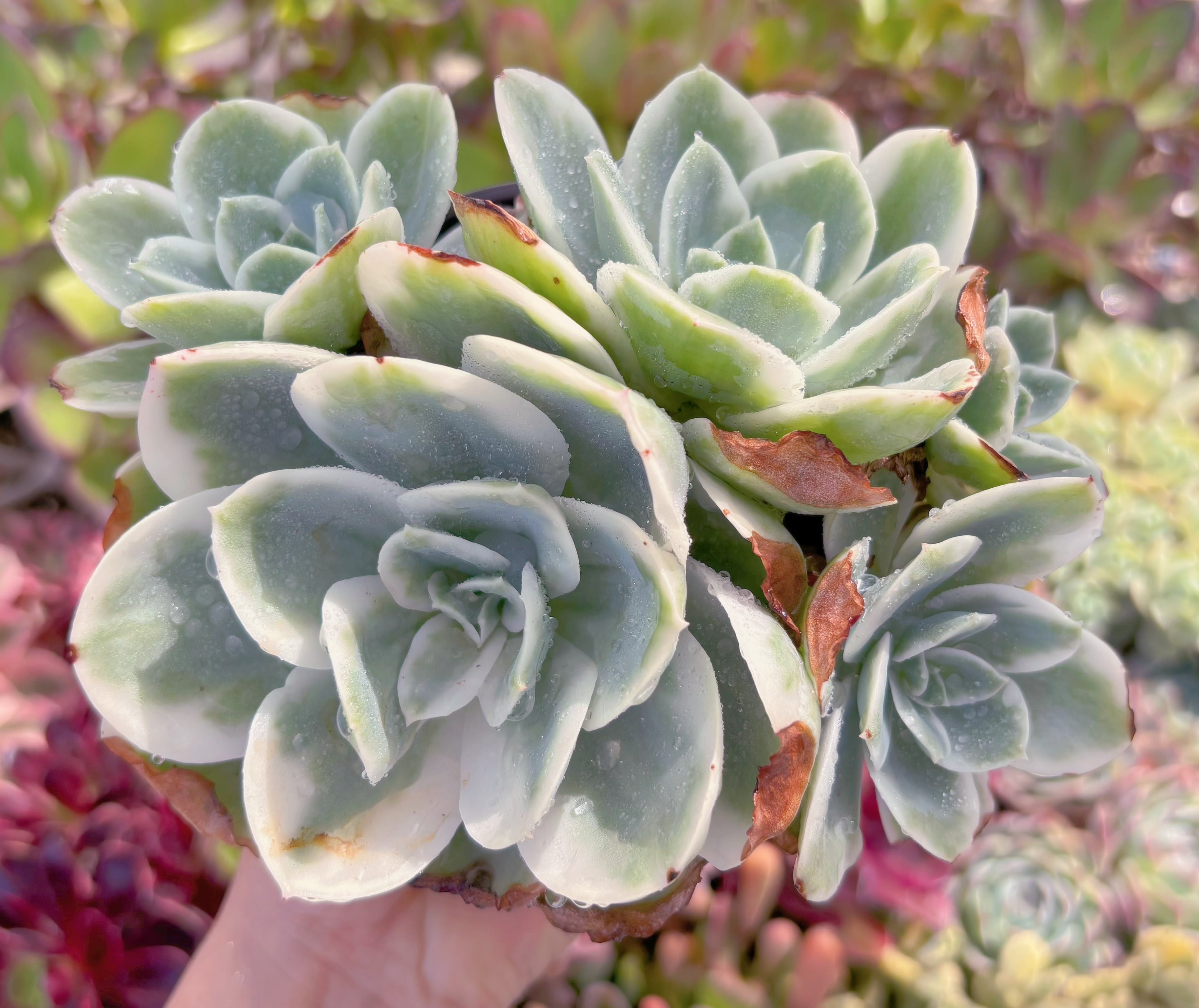 現品　レモンローズ錦#790　群生　るる農園