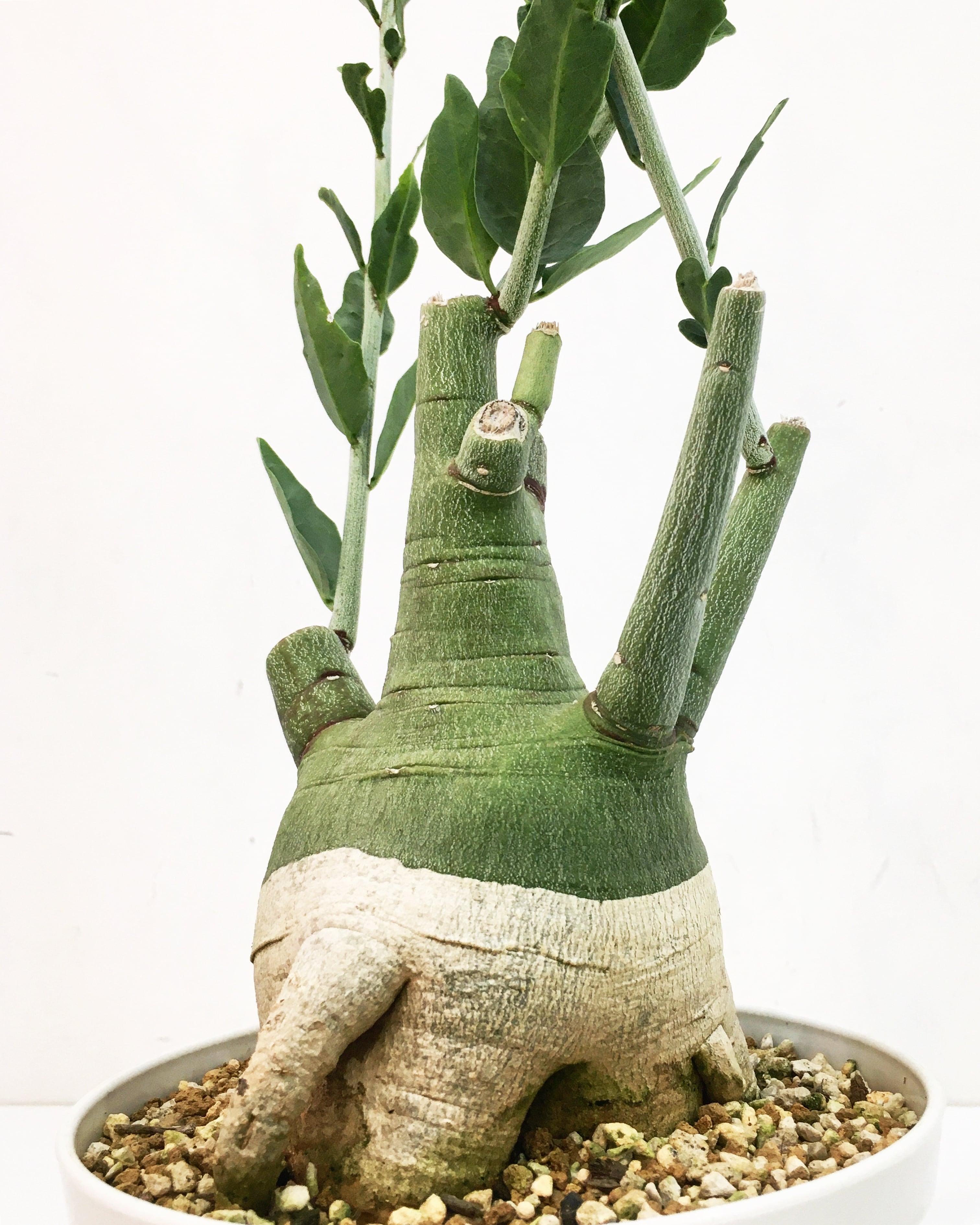 アデニア ペチュエリー Adenia pechuelii 20230908 | SPG  